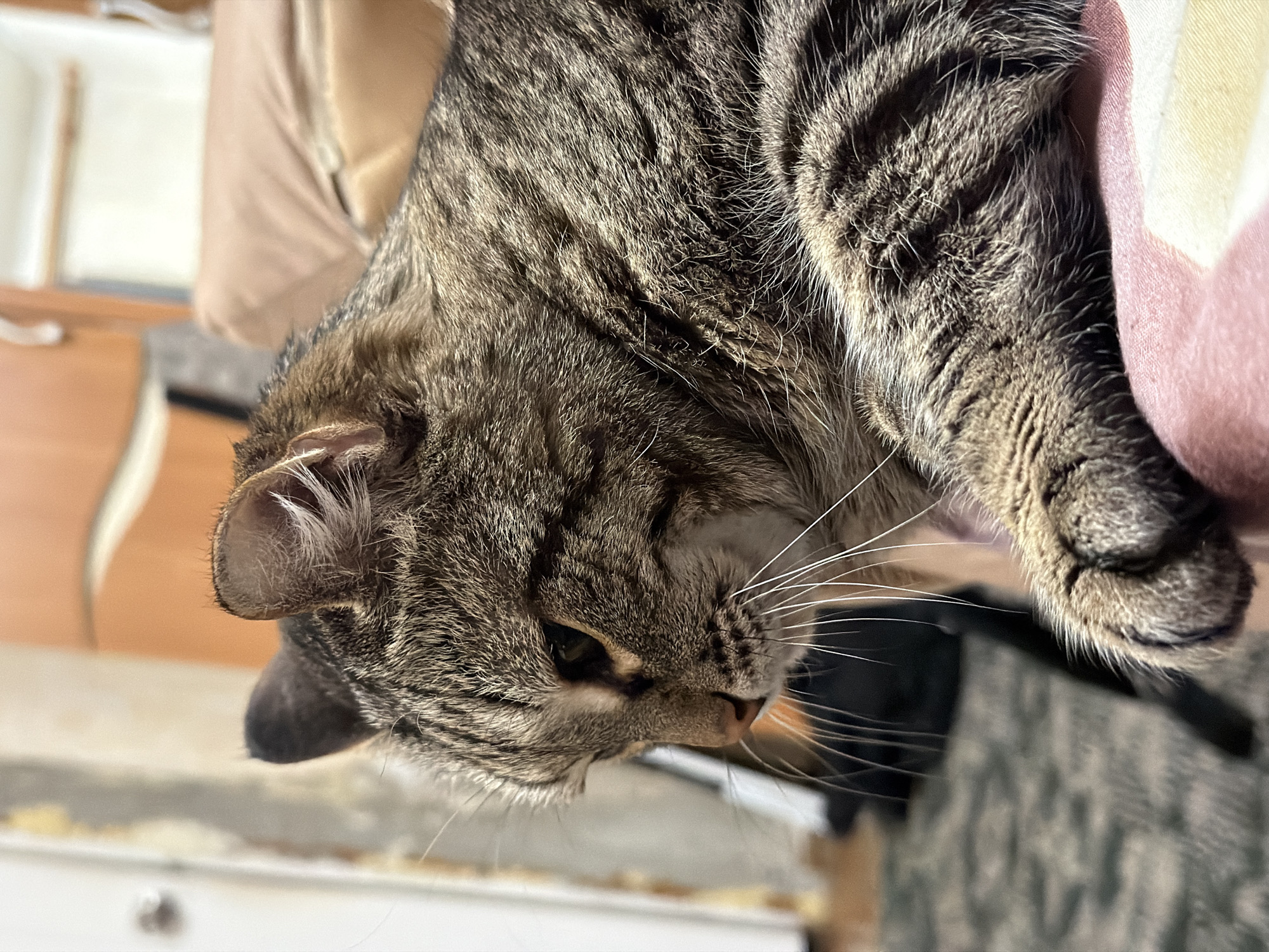 A close-up shows a brown and black tabby cat lying on a patterned surface, likely a chair or bed. Part of a light pink and white patterned pillow is visible beside the cat. The cat is primarily light brown. Its face is partially visible, with closed eyes and white whiskers. The cat's left ear is visible, facing towards the upper left. The background includes light-colored furniture and a tan-colored cushion or pillow. The city of Izhevsk, Russia, is not discernible in the image.