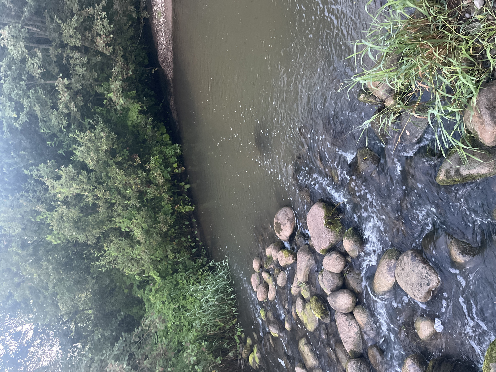An overhead, eye-level shot captures a shallow stream flowing through a wooded area. The water, a murky brown, flows over a rocky bed, creating small ripples and splashes. Large, rounded rocks, some covered in moss, are scattered throughout the stream, interrupting the flow. The banks of the stream are lined with lush green vegetation, including tall grasses and dense trees, which extend upwards and out of frame. A small patch of gravelly shore is visible on the right bank. The scene is overcast, with soft, diffused light. The image is assumed to be taken in Ol'gino, Russia, based on the provided context.
