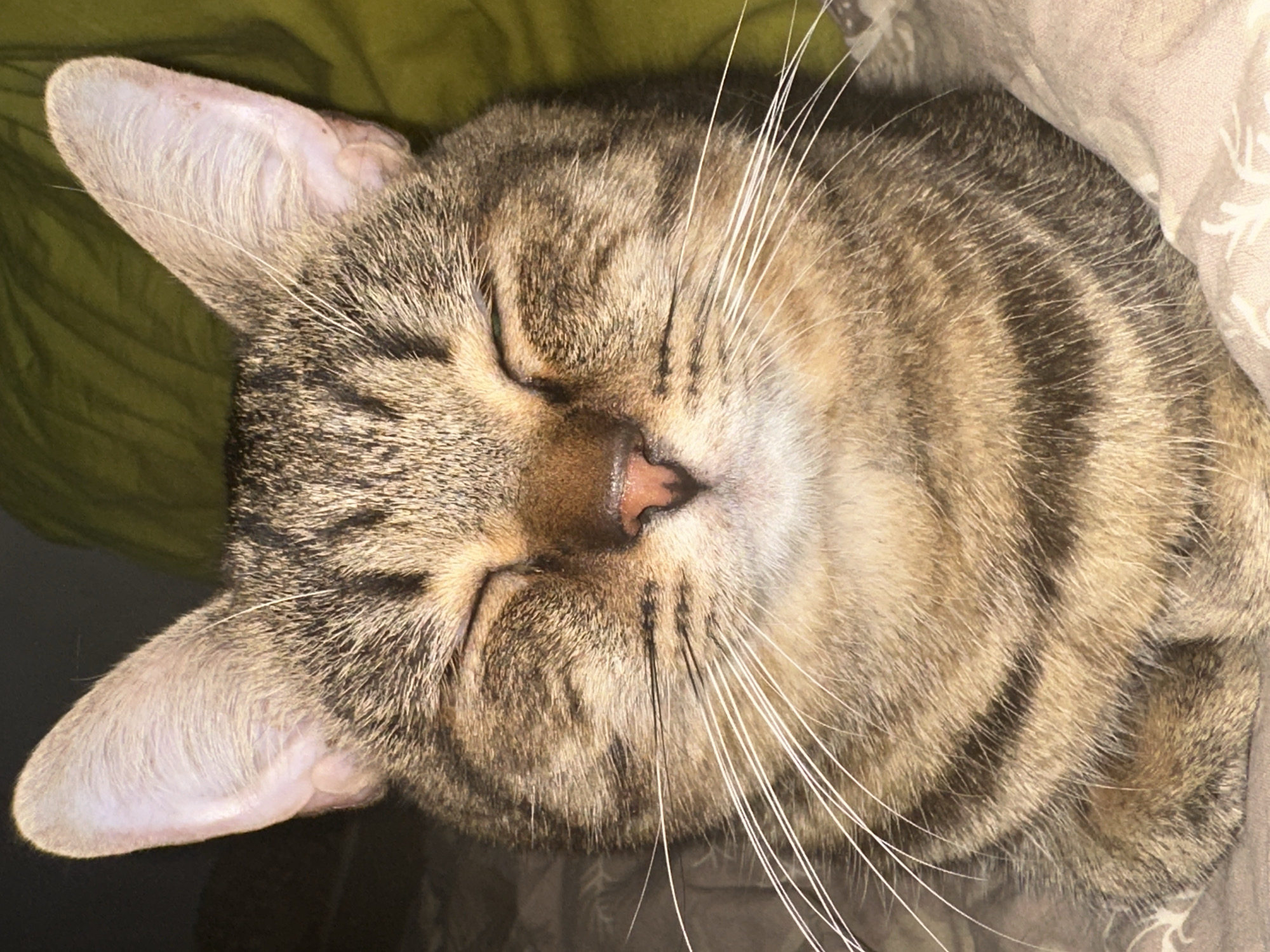 A close-up, head-on shot shows a tabby cat with its eyes closed, resting on a surface covered with patterned fabric. The cat has a brown and black striped coat and prominent white whiskers. The background is out of focus, with a hint of green fabric visible. The image does not provide any information about a specific location in Moscow, Russia.
