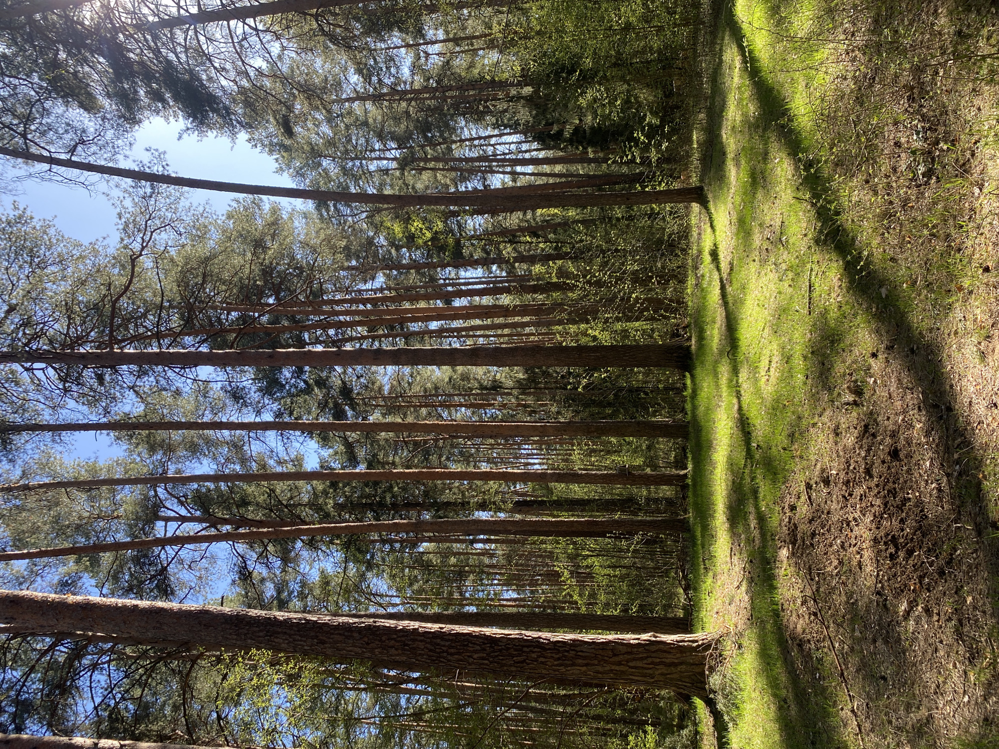 The image depicts a forest landscape with tall, slender trees reaching towards a blue sky, visible through the canopy. The tree trunks are brown and appear to be of the same species. The forest floor is covered in green grass and brown foliage. Sunlight filters through the trees, creating dappled shadows on the ground. The location is possibly a forest in Perm, Russia. The image suggests a natural environment.