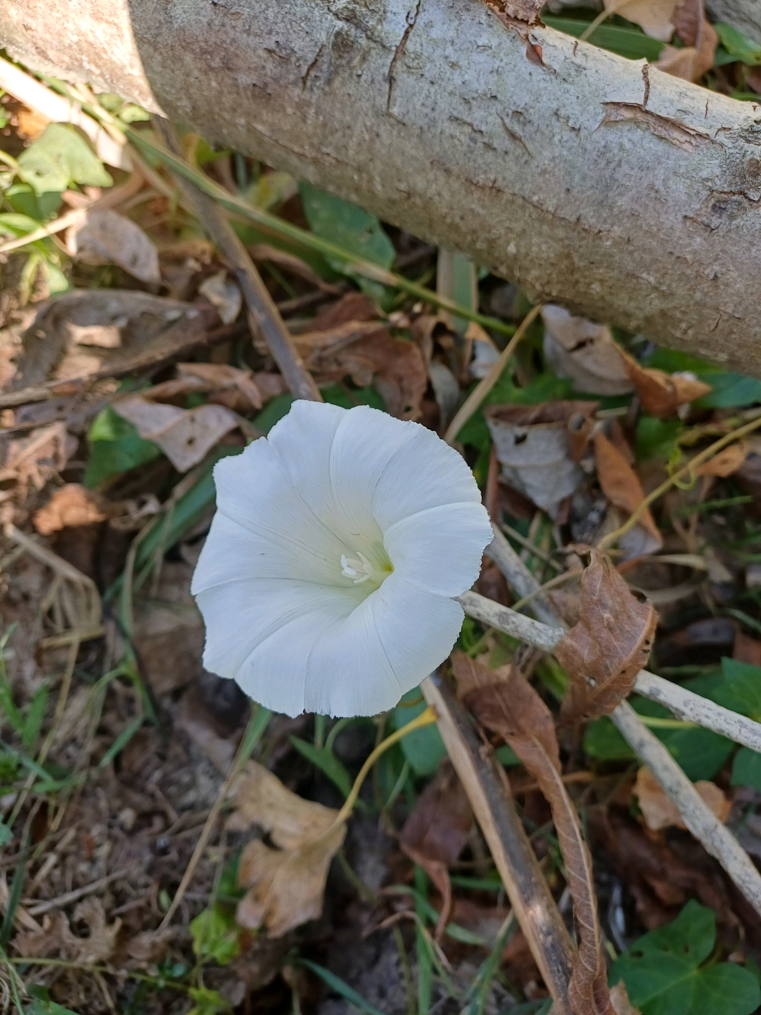 A white bindweed flower with a funnel-shaped corolla is in bloom, centered in the lower half of the frame. The flower's petals are delicate and ribbed, with a pale yellow center. Surrounding the flower is a natural environment with fallen brown leaves, dry twigs, and some green foliage. In the upper portion of the image, a textured, light-colored tree trunk or large branch runs horizontally across the frame, partially obscuring the background. The scene appears to be outdoors, possibly in a natural setting within Torcy-le-Petit, France, given the context. There are no people or animals visible in the image.