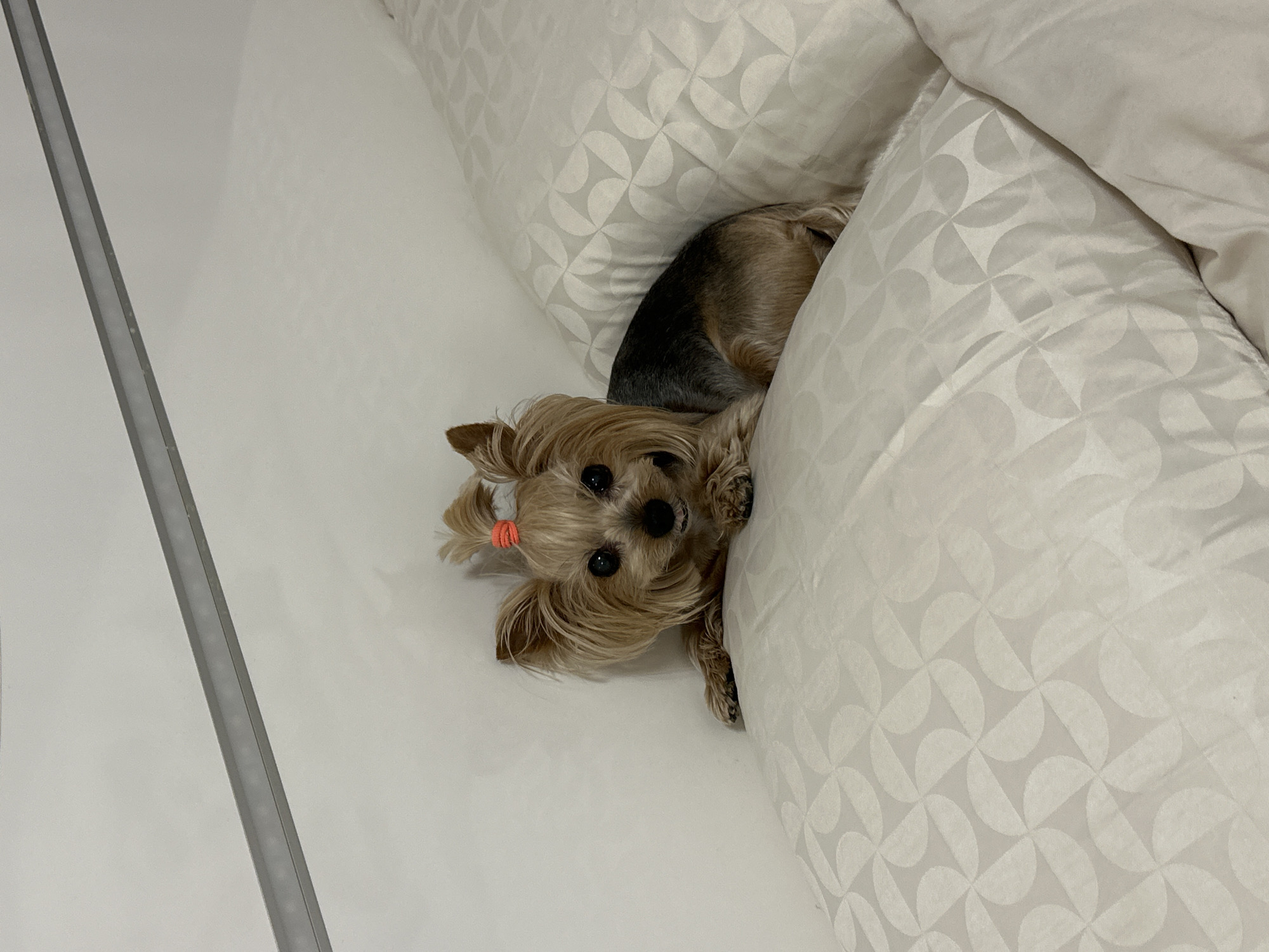 A small Yorkshire Terrier dog with light brown and dark brown fur, with a small orange hair tie in its hair, peeks out from under a white patterned comforter. The dog lies on a white bed in a room with white walls. A grey metal strip runs along the left side of the frame. The location and city of Sofia, Bulgaria are not evident in the image.