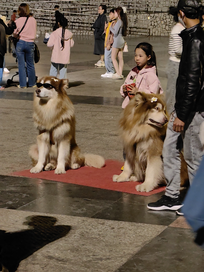 Two large, long-haired dogs, identified as Alaskan Malamutes or similar breed, are positioned on individual red mats on a tiled public square in Da Lat city, Vietnam. The dog on the left, with reddish-brown and white fur, wears black sunglasses and a small white flower positioned above its right eye. It sits upright, facing slightly left. The dog on the right, also with reddish-brown and white fur, has a small white flower above its left eye and looks towards the right. A young Asian girl, wearing a pink hooded jacket, stands to the right of the left dog and slightly behind the right dog. She holds a red cup in both hands and directs her gaze towards the right of the frame. An adult male, partially visible on the far right, stands next to the right dog, wearing a dark cap, a black jacket, and light-colored jeans. Additional individuals are visible in the blurred background, standing and walking on the paved surface, which is bordered by a stone wall and metal railings. The scene is illuminated by artificial light.