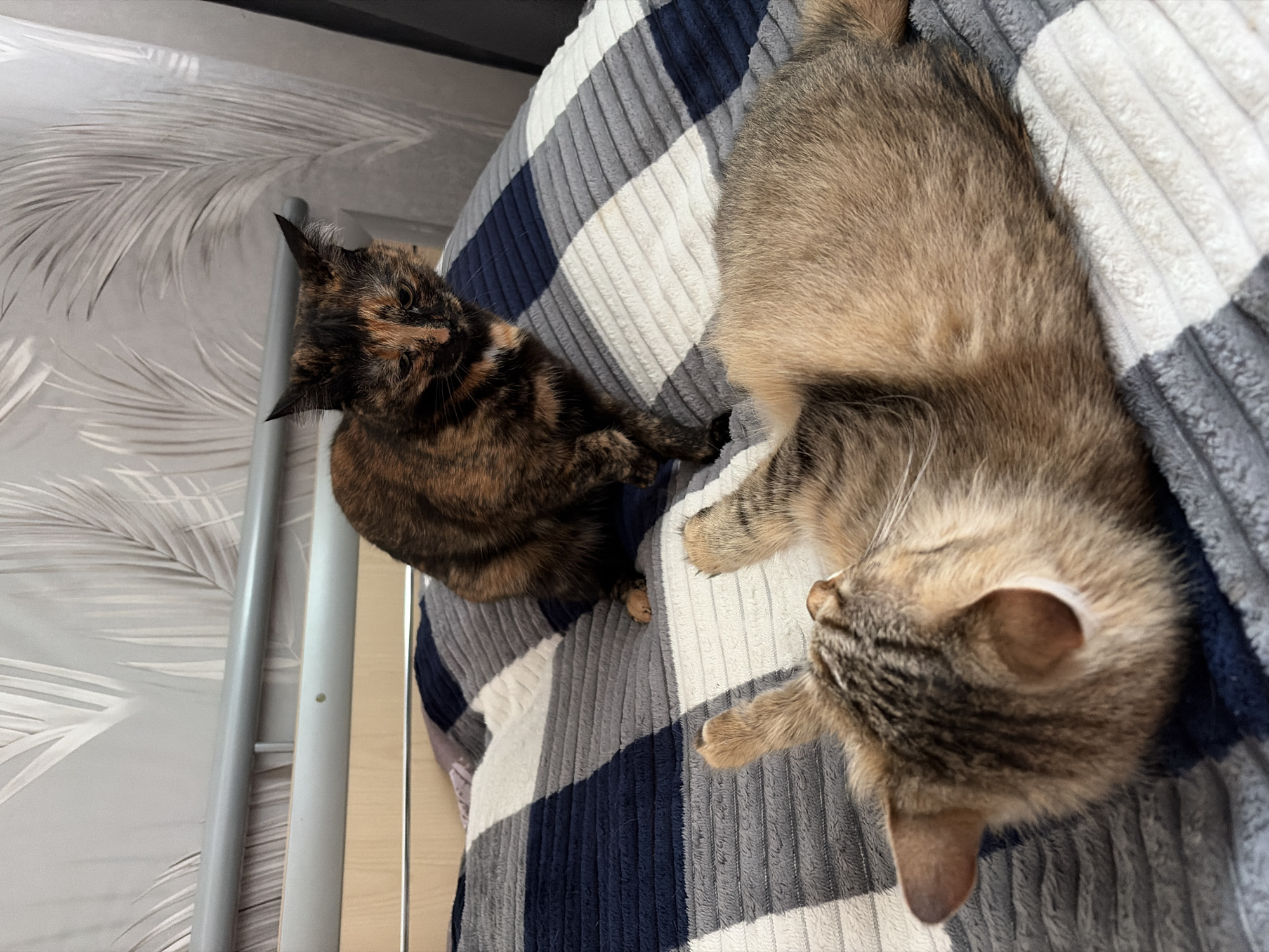 The image shows two cats on a bed. One cat, with tortoiseshell coloring, is sitting up and looking down. The other cat, a tabby, is lying on its back with its paws in the air. The bed is covered with a blanket that has a plaid pattern of blue, grey, and white. The background shows a wall with wallpaper and part of a metal bed frame. The scene appears to be indoors, in a residential setting. There is no indication of the city of Chaikovsky, Russia, or any other specific location.
