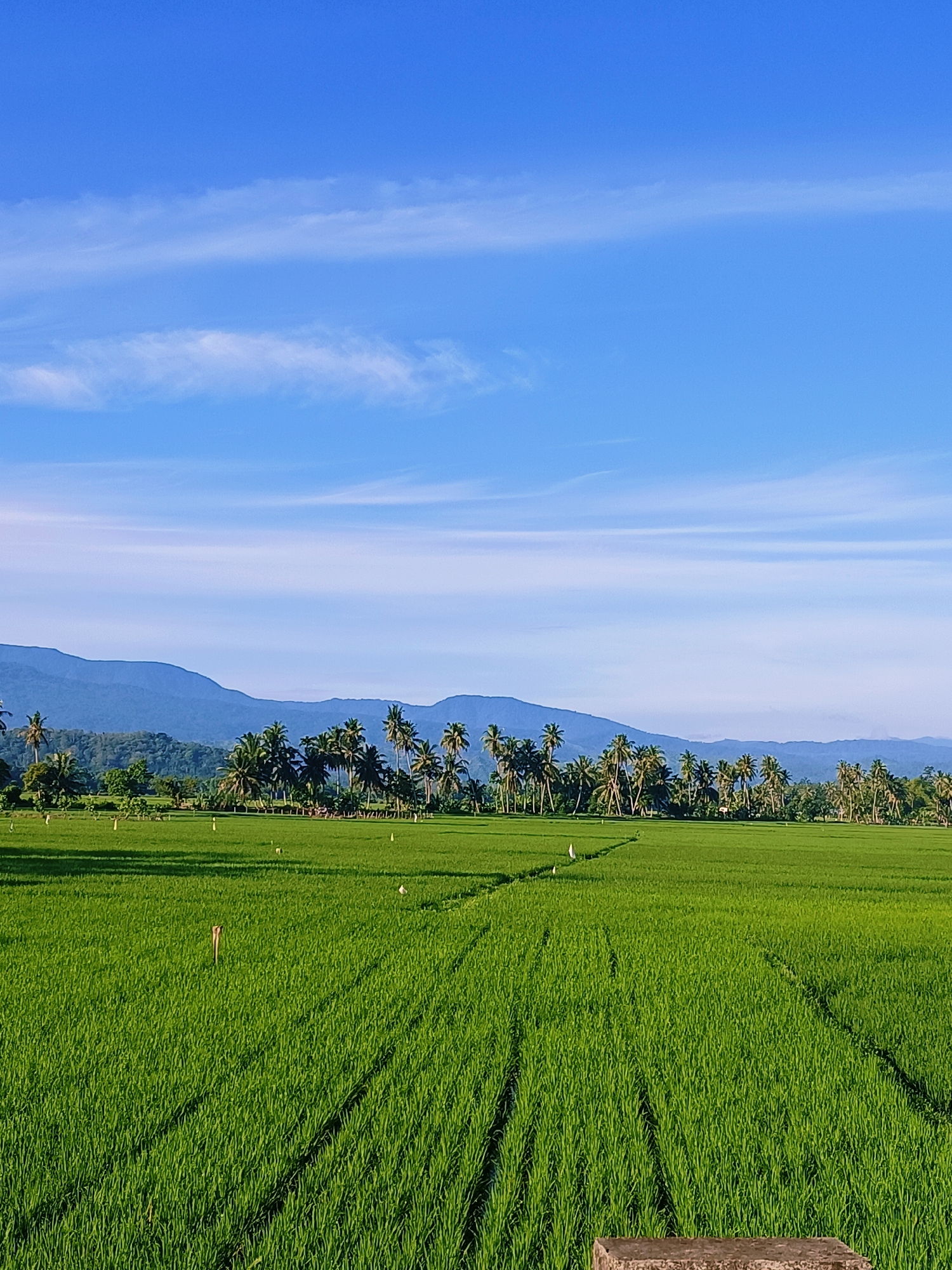 The image captures a serene landscape of a lush green rice paddy field in Pulo Dayah, Indonesia. The field is bathed in the golden light of the sun, casting long shadows across the rows of young rice plants. In the distance, a dense line of coconut trees stands tall, bordering the field. Behind the trees, rolling blue hills and majestic mountains form a breathtaking backdrop. The sky above is a vibrant blue, dotted with wispy white clouds, suggesting a clear and pleasant day. The overall scene evokes a sense of tranquility and natural beauty, characteristic of rural Indonesia.