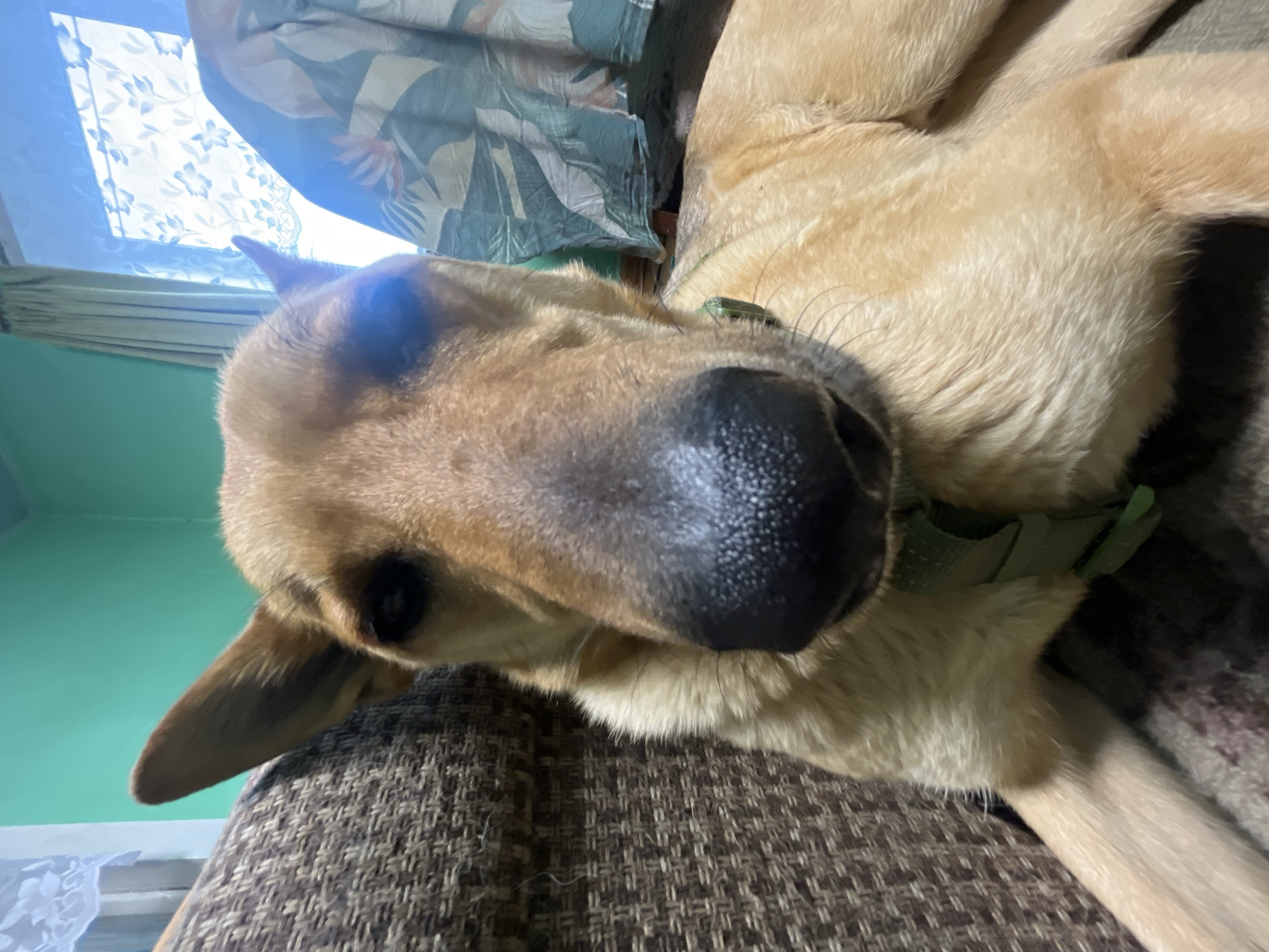 The image shows a close-up, low-angle shot of a tan-colored dog resting on a brown couch. The dog's face fills most of the frame, with its nose and snout prominently featured. The dog is wearing a green collar. In the background, a teal-colored wall is visible, along with a window covered by light-colored curtains with a floral pattern. A patterned fabric, possibly a blanket or curtain, is draped over the back of the couch to the right of the dog. The setting appears to be an indoor residential environment, likely a living room. There is no indication of the specific location being Nizhny Tagil, Russia.