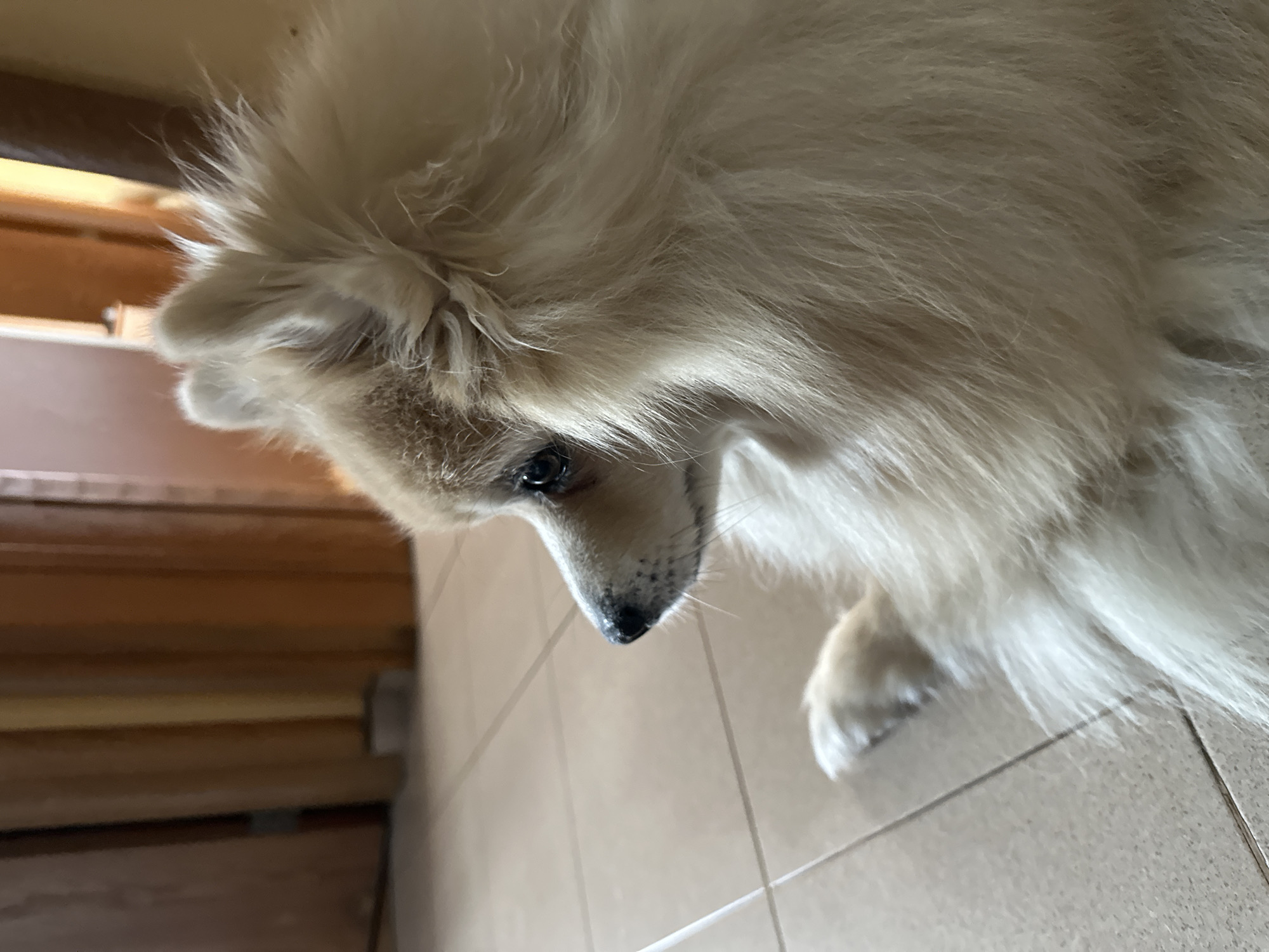 A light-colored Pomeranian dog lies on a tiled floor in an indoor setting, its body angled to the right and its head turned to the left, looking off into the distance. The dog has dark eyes, a black nose with some visible speckling, and a fluffy, cream-colored coat. Its front left paw is extended forward and visible. Behind the dog, the environment includes a doorway with wooden doors and vertical brown blinds or curtains. The floor tiles are square and a light beige color, with visible grout lines. The lighting suggests an indoor environment with diffused natural light.