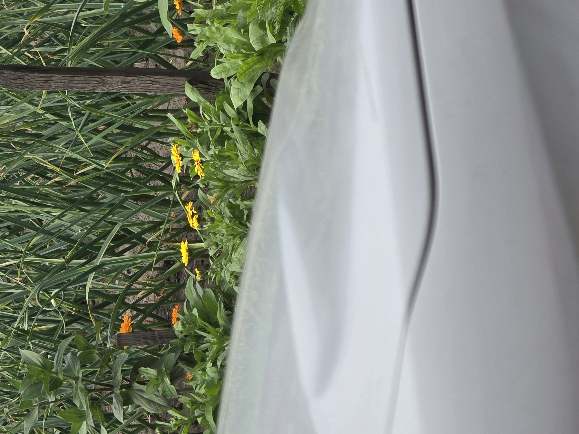 An outdoor shot captures a close-up of a white car's hood with a blurry background of green plants and yellow and orange flowers. The car's hood occupies the bottom half of the image, reflecting a soft light. Behind the car, a dense row of tall green plants, possibly garlic or onions, forms a backdrop. Interspersed among the green plants are several bright yellow and orange flowers. A wooden post stands vertically in the middle ground, partially obscured by the plants. The scene appears to be in a garden or field setting, possibly on a cloudy day given the soft lighting. There are no people or animals visible in the image.