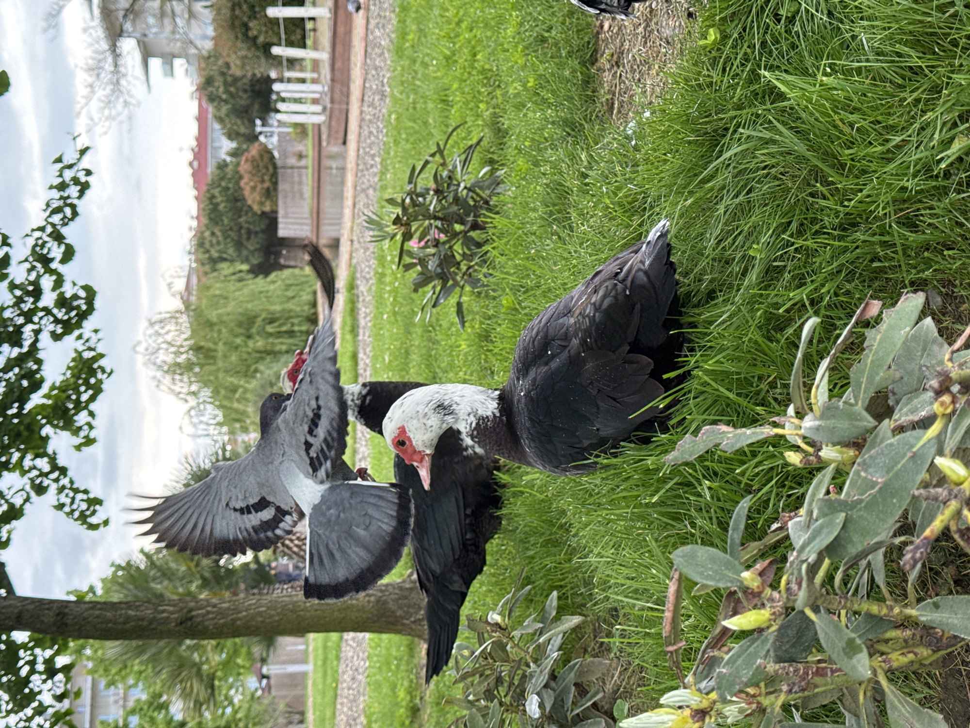 The image depicts a grassy area with trees and buildings in the background. Three black and white Muscovy ducks are present; two are standing in the grass, while one is in flight, possibly startled. A pigeon is flying near the tree on the left side of the image. The location appears to be a park or green space within a city, given the presence of buildings and manicured greenery. I do not have information regarding the location in the city of Sirius, Russia.