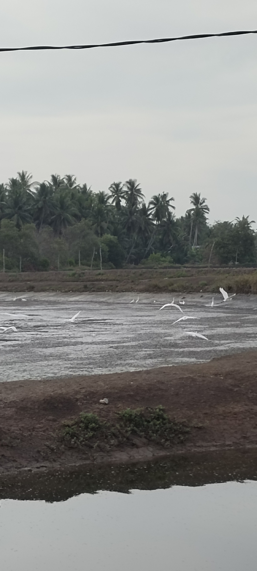 The image shows a wetland scene, possibly a marsh or a coastal area, located in an unknown city. The environment is characterized by a flat, muddy landscape with pools of water reflecting the overcast sky. The vegetation consists mainly of palm trees and other dense foliage in the background, suggesting a tropical or subtropical climate.
Several white birds, likely egrets or herons, are scattered across the scene. Some are in flight, their wings outstretched, while others are standing or wading in the shallow water. The presence of these birds indicates a natural habitat suitable for avian wildlife.
In the foreground, there is a muddy bank covered with sparse green vegetation. The overall atmosphere is one of stillness and tranquility, typical of natural wetland areas.