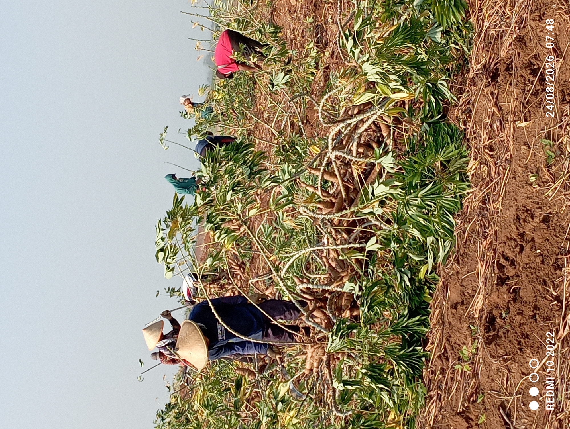 The image depicts a scene in a cassava field, likely in or near the city of Gandik, Indonesia, during the daytime. Several individuals are engaged in harvesting cassava. The people are dressed in casual clothing, with some wearing traditional conical hats to shield themselves from the sun. They are working amongst rows of cassava plants, with the tubers exposed on the ground. The environment is rural, characterized by the cultivated field and a clear, hazy sky. The ground is a mix of reddish-brown soil and dry vegetation. The timestamp "24/08/2026 07:48" and the text "REDMI 10 2022" are visible in the lower portion of the image, indicating the date and the device used to capture the photograph.