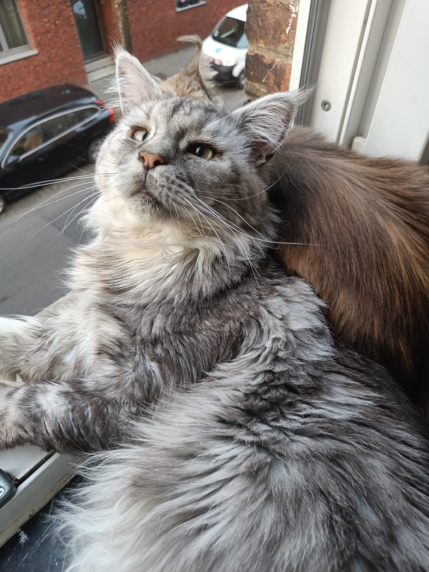 A close-up, medium-shot photograph shows a grey and white Maine Coon cat lounging on a white windowsill. The cat is the primary subject, occupying the majority of the frame with its fluffy, multi-toned fur. Its head is turned upwards and to the left, its eyes appearing yellow-green. Long white whiskers extend from its muzzle. Behind the grey and white cat is a second, brownish-grey cat, mostly out of focus.
Outside the window, brick buildings and a street scene are visible. A black car is parked on the street, and a white vehicle is further down the street. The photograph appears to have been taken during the day.
Based on the buildings and street layout, the location is identified as Leuven, Belgium.
