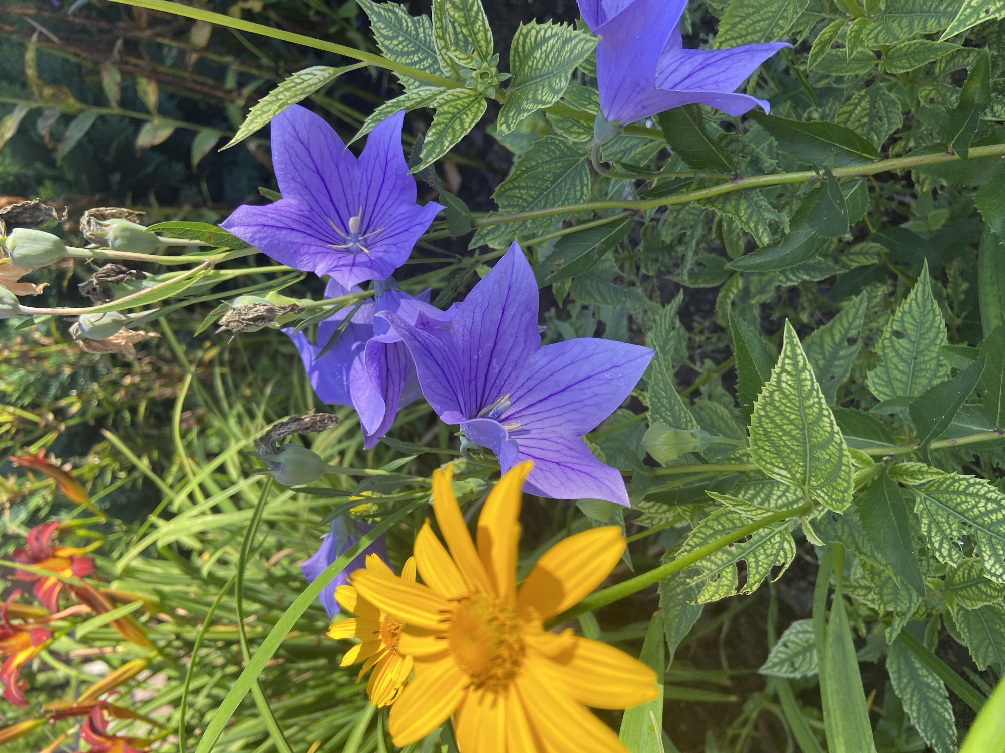 In Зимородок Днп, Russia, a close-up, eye-level, outdoor shot captures a vibrant garden scene dominated by purple balloon flowers and a bright yellow daisy. The purple flowers, with their distinctive bell shape and delicate veining, are arranged in clusters, some in full bloom and others in bud. The yellow daisy, with its ray-like petals, is slightly out of focus in the foreground, adding depth to the composition. Lush green foliage surrounds the flowers, with some leaves showing signs of insect damage. In the background, hints of red and orange flowers and other greenery create a layered effect, suggesting a diverse and mature garden. The lighting is bright and natural, indicating daytime, likely during the summer months given the bloom of the flowers. No people or animals are visible in the scene.