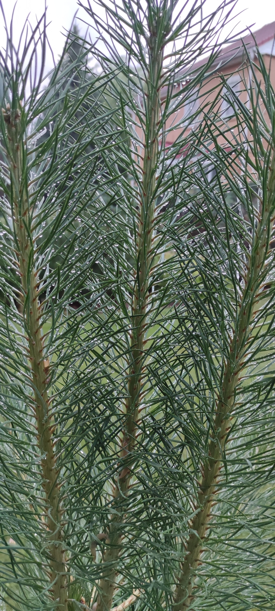 The image displays a close-up of pine needles on a cloudy day. Water droplets are visible on the needles, suggesting recent rain or dew. In the blurred background, a building with a reddish-brown facade and windows can be seen. The environment appears to be a residential area in Rosinka, Russia, with green foliage also visible. No people or specific actions are depicted.