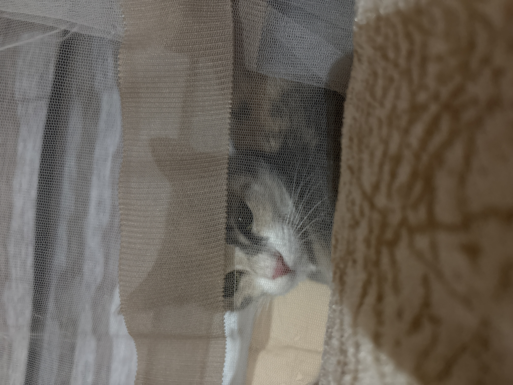 The image depicts a close-up view of a kitten peeking through translucent netting. The kitten's face, primarily its eyes, nose, and whiskers, are visible. Its fur appears to be a mix of white, grey, and black. The background is obscured by layers of fabric and netting, creating a soft-focus effect. The overall impression is one of a domestic setting, with the kitten in a playful or curious pose. There is no indication of the city of Provadia, Bulgaria, in this image.