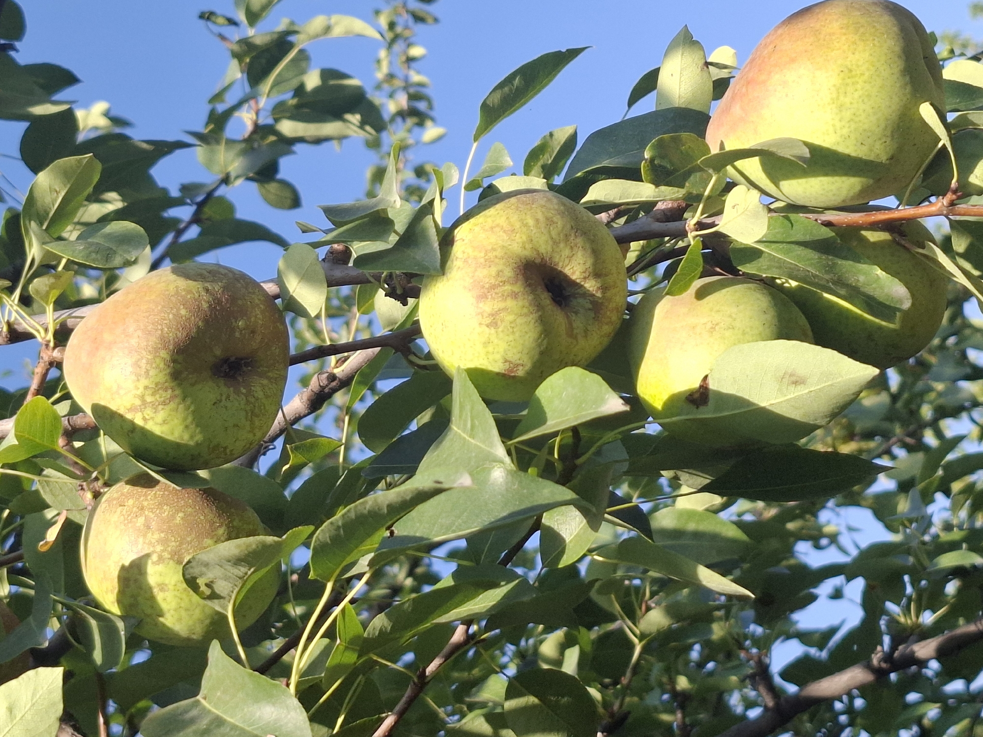 This is a close-up, low-angle shot of ripe pears hanging from a tree branch against a clear blue sky. Several green and yellowish-green pears, some with slight reddish blush, are visible, nestled among lush green leaves. The pears appear to be of the same variety, with a slightly speckled texture. The sunlight casts shadows, highlighting the contours of the fruits and leaves. The branches are woody and brown. There are no people or animals present in the image. The scene is natural and serene, suggesting a harvest or a fruit-bearing tree in a temperate climate. Without further context or landmarks, it is impossible to determine the precise location within the city of Almaty, Kazakhstan, other than it is likely an outdoor setting with fruit trees.