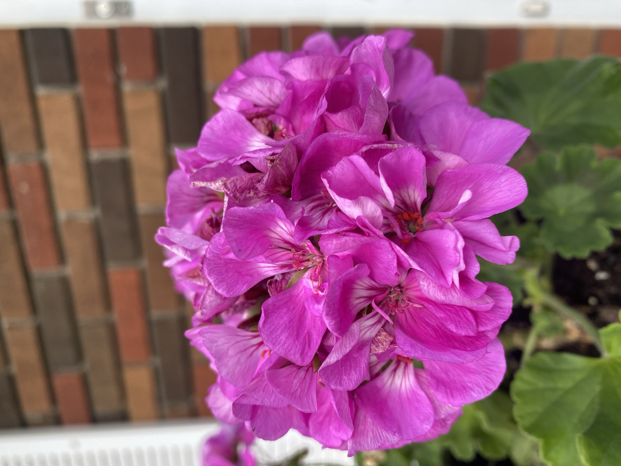 A close-up, eye-level shot captures a vibrant cluster of pink geranium flowers in full bloom. The petals are a rich magenta with delicate white veining. Some of the petals appear slightly wilted or dry. The flowers are situated in a pot, with lush green leaves visible at the bottom of the frame. In the blurred background, a brick wall displays a pattern of red, brown, and orange bricks. To the left, a white shutter is partially visible, and to the right, a sliver of a white doorframe can be seen. The overall lighting suggests an outdoor setting, possibly a residential facade. The image is undated and shows no people, actions, or interactions. The setting is believed to be Pointe-Claire, Canada.
