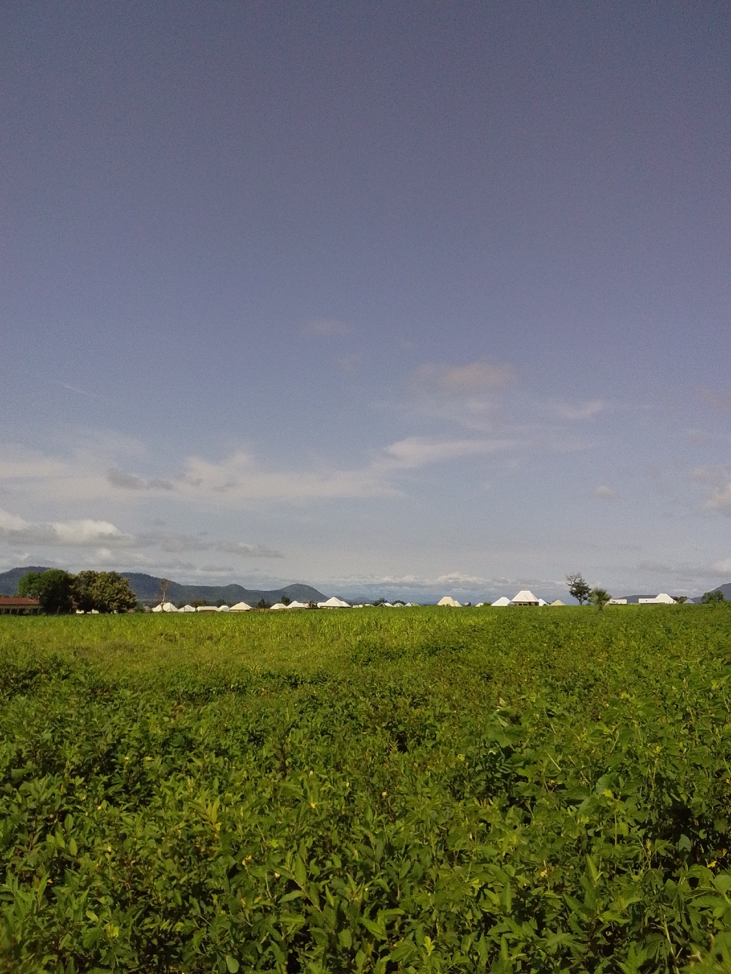 An outdoor, ground-level, wide-angle shot captures a vast green field under a pale blue sky with scattered white clouds. In the mid-ground, a row of conical white structures, possibly tents or small buildings, stretches across the horizon, punctuated by trees and hills in the background. The foreground is dominated by a dense, low-lying green plant, likely a crop, with some yellow blossoms visible. The image appears to be taken in a rural setting, possibly Serti, Nigeria, given the context of the prompt. No people or animals are visible in the frame. The scene is serene and appears to be a daytime shot.