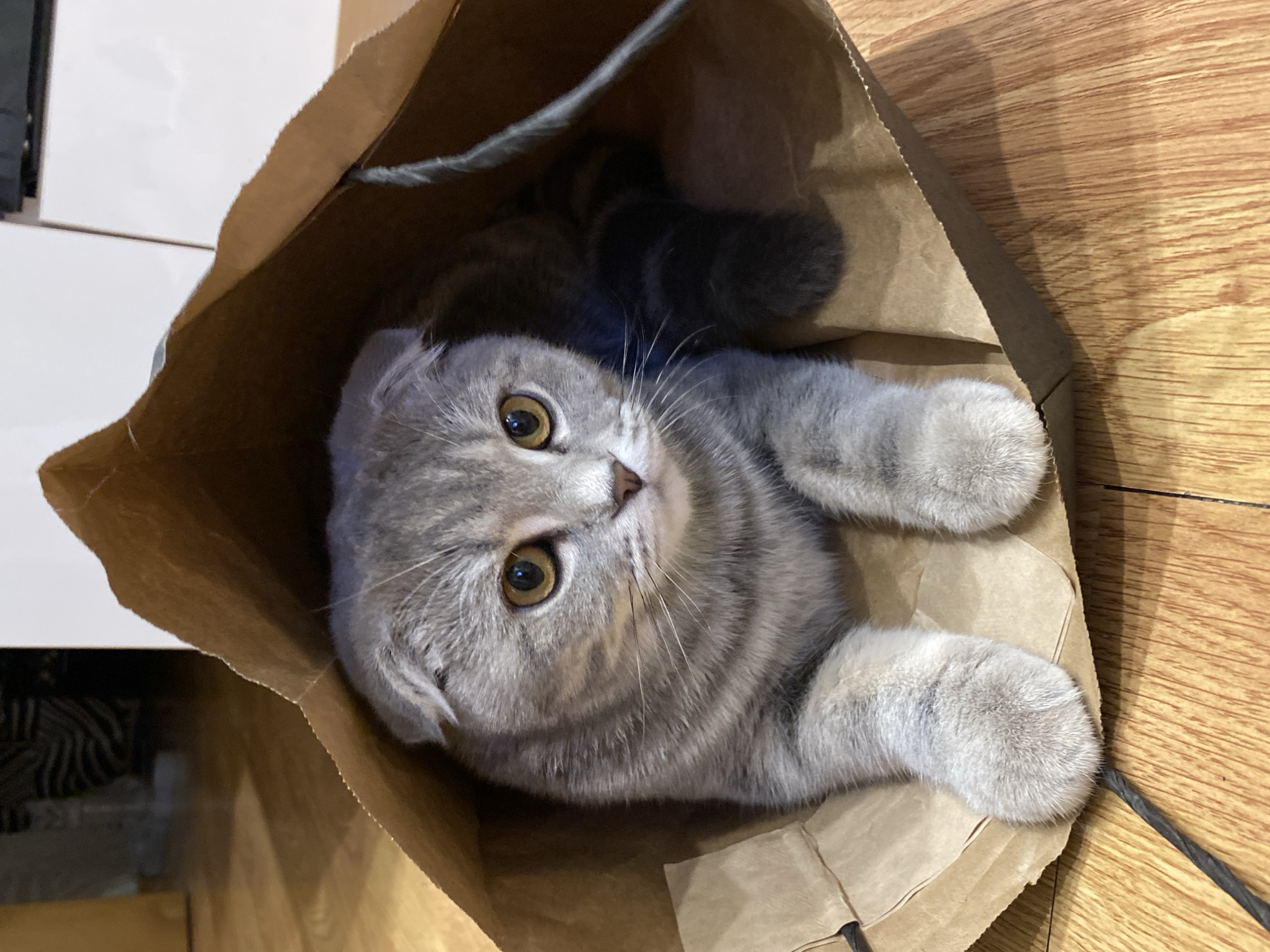 A grey tabby Scottish Fold cat with distinctive folded ears and bright amber eyes is captured looking directly upwards from inside a brown paper bag. The cat's head is tilted, giving it a curious and engaging expression. Its front paws, soft and grey, are visible resting on the bottom of the bag. The paper bag itself appears slightly crinkled, suggesting the cat has been playing or settling into it.
The setting is indoors, with the paper bag and cat resting on a light brown wooden floor. In the background to the left, parts of a white surface, possibly furniture or a wall, are visible, along with a dark cable. The overall scene suggests a domestic environment, showing a playful moment for the cat. No specific time of day or weather can be inferred, but the lighting is consistent with indoor illumination. No text is visible in the image. The location context for this scene is Votkinsk, Russia.