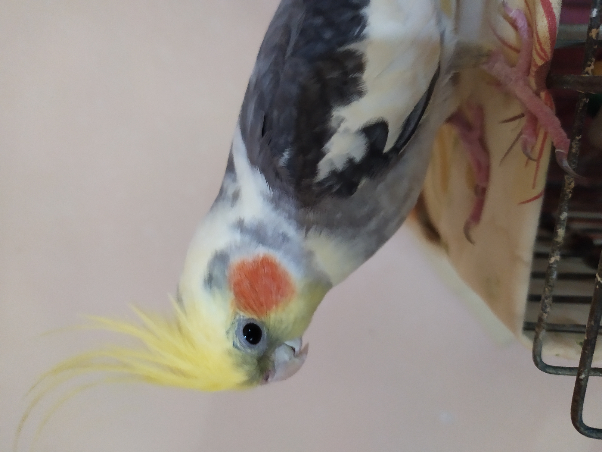 A cockatiel with a yellow crest and orange cheek patches is perched on a cage. The bird is mostly grey and white with some black markings on its wings. The background is a plain, light-colored wall. There is no indication that this image is located in Bilajari, Azerbaijan.