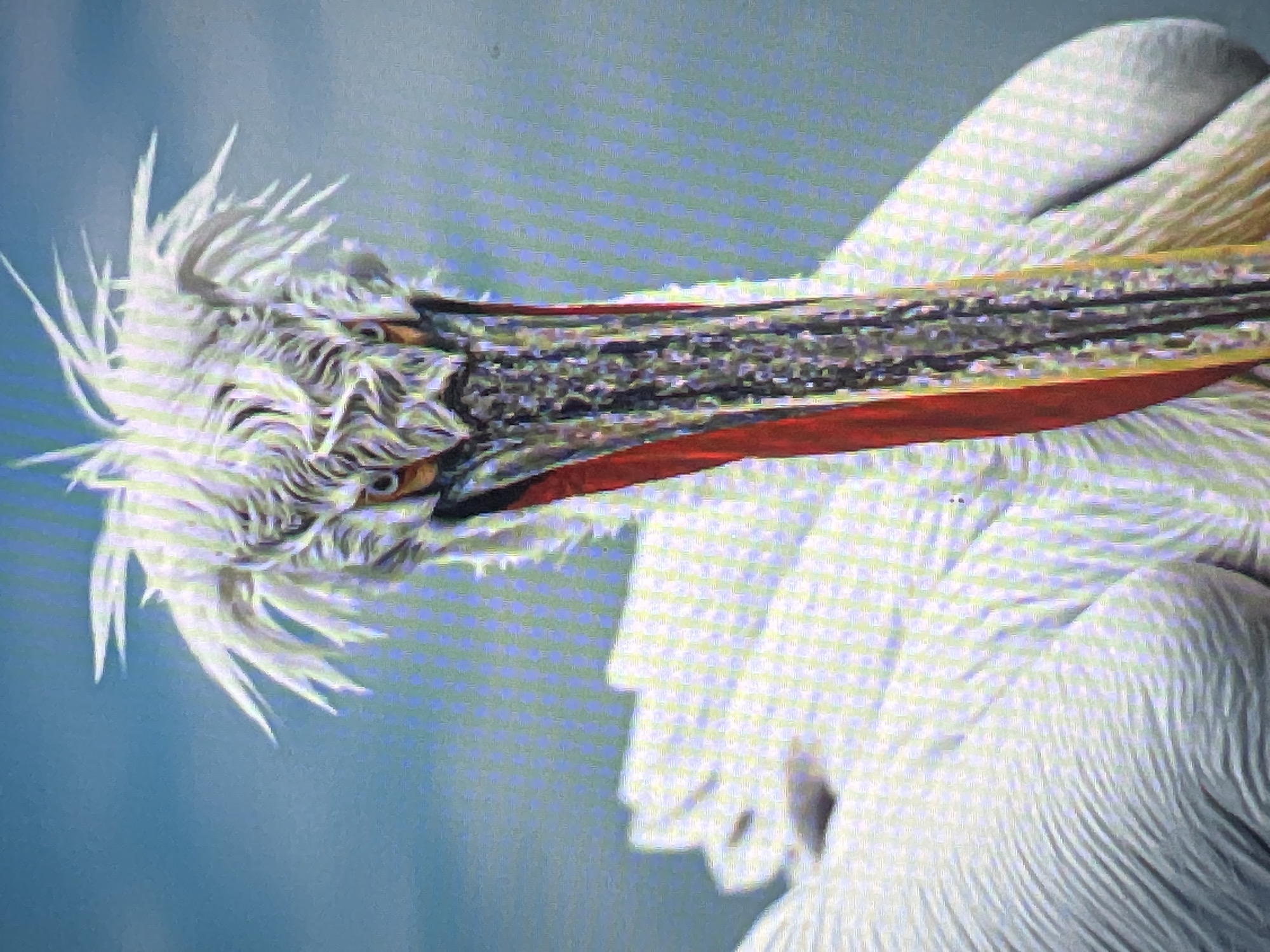 The image is a close-up, head-on portrait of a Dalmatian pelican. The pelican's white, fluffy head feathers are disheveled, giving it a wild appearance. Its eyes are a piercing yellow, and its long, grey beak is lined with red. The bird's body is mostly out of frame, but what is visible appears to be white and textured. The background is a soft, out-of-focus blue, suggesting the bird is near water. There is no indication of Casablanca, Morocco, or any urban environment in this image.