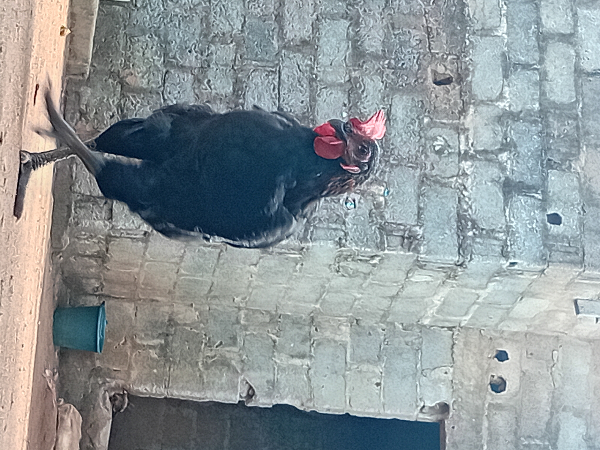 The image, rotated 90 degrees counter-clockwise, captures a black chicken with a prominent red comb and wattles. The chicken is positioned on a light brown, vertical surface (likely a wall or beam) on the left side of the frame, with its body extending towards the right. Its head is turned to face the right, and its dark feathers cover most of its body, with hints of lighter brown or reddish tones around its head and neck. Its left leg is visible, gripping the vertical surface.
The background consists primarily of a textured, light grey wall, which appears horizontal due to the image rotation. This wall is constructed from blocks or bricks, showing an uneven, weathered surface with some darker crevices and a few small, roughly circular holes. A small, turquoise-colored bucket or container is attached to the vertical light brown surface, located below and to the left of the chicken's body. Darker, indistinct areas are visible at the bottom right, suggesting an opening or shadow.
The scene depicts an ordinary moment of a chicken in what appears to be an outdoor or semi-enclosed setting, likely in Ikorodu, Nigeria. The lighting suggests it is daytime. There is no discernible text in the image.