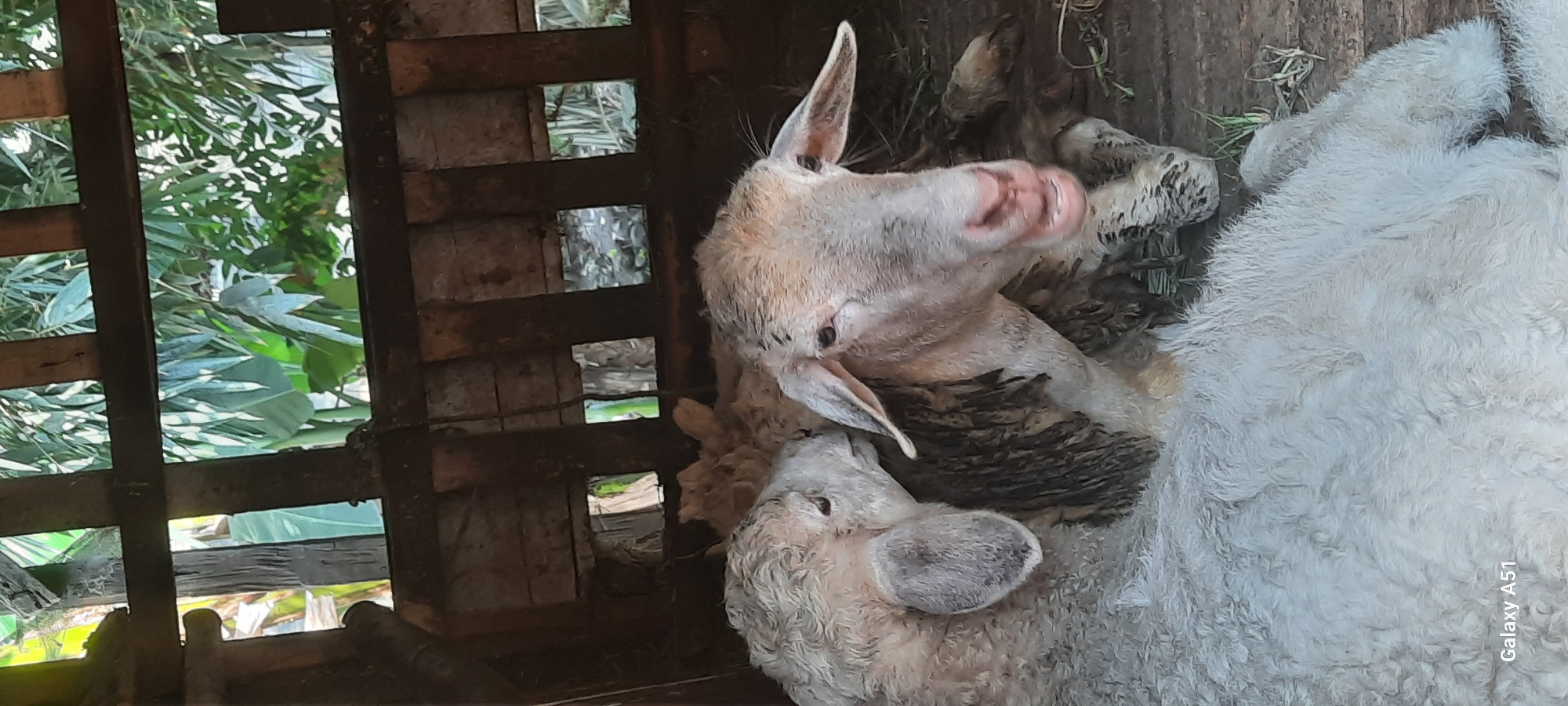 The image shows two sheep in a wooden enclosure, likely a pen or small stable. The sheep are light-colored, with curly wool that appears somewhat dirty. One sheep is in the foreground, facing the camera with its mouth slightly open, revealing its pink tongue and teeth. Its eyes are dark and alert. The other sheep is to the left, partially obscured, with its head turned towards the first sheep, appearing to nuzzle it. The enclosure's walls are made of rough wooden planks, with gaps that reveal green foliage and vegetation outside. The ground within the enclosure appears to be dirt and straw. The overall lighting suggests it is daytime, possibly overcast or shaded by the surrounding vegetation. The scene is simple and rustic, depicting farm animals in their natural environment. The presence of the "Galaxy A51" watermark in the bottom left corner indicates the image was taken with a Samsung Galaxy A51 mobile phone. The location is identified as Ploso, Indonesia.