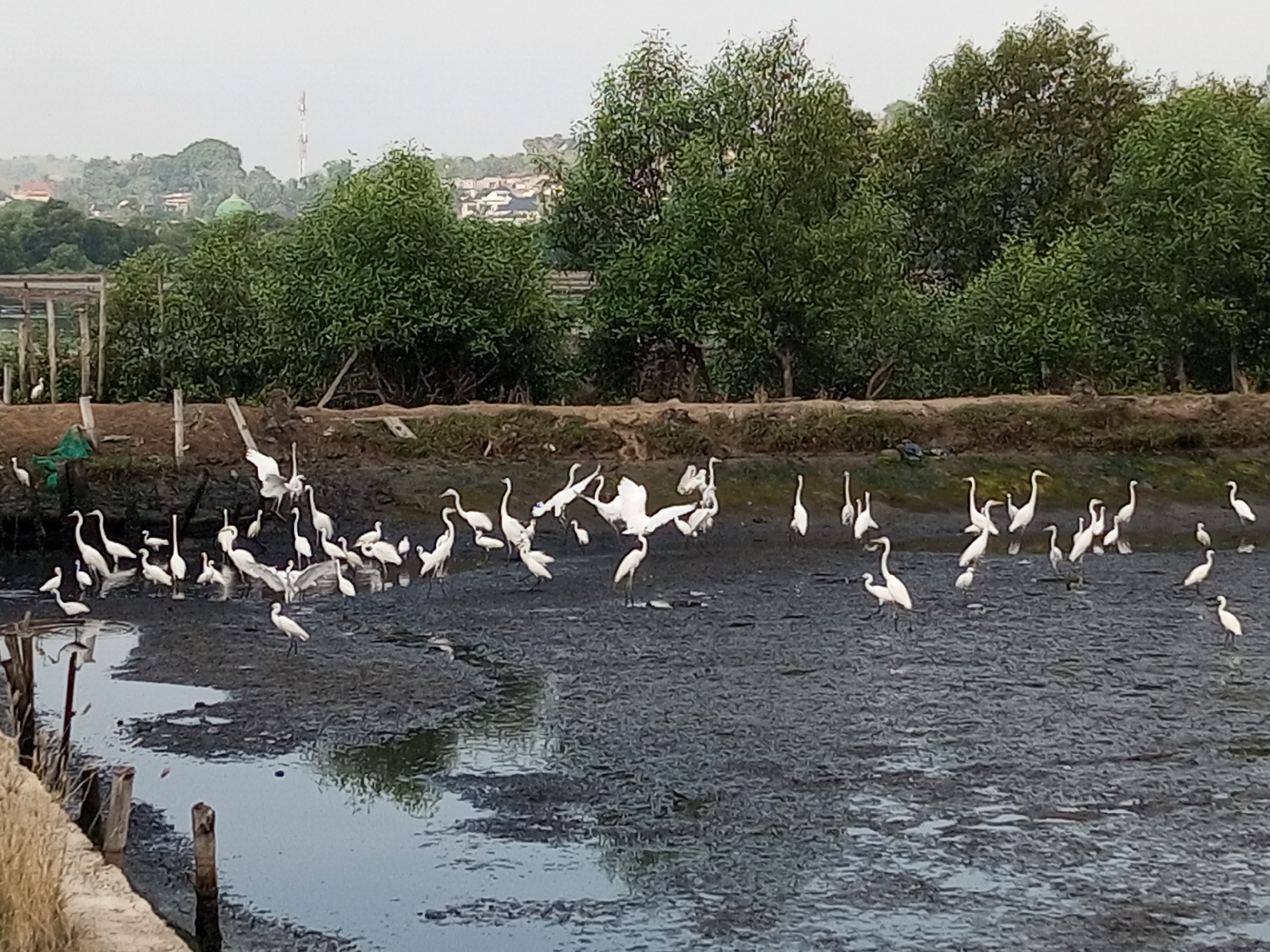 The image shows a gathering of white birds, likely egrets, in a muddy wetland environment. The birds are of varying sizes, some standing, some with wings spread. The foreground consists of a murky body of water and mudflats, likely intertidal zone, with wooden posts marking a boundary along the left. Beyond the birds, the landscape rises slightly with a bank of vegetation and trees. In the background, hints of urbanization can be seen, including buildings and a structure resembling a minaret or tower.
The location is Lhokseumawe, Indonesia. The landscape suggests a coastal area altered by human activity. No humans are clearly visible.