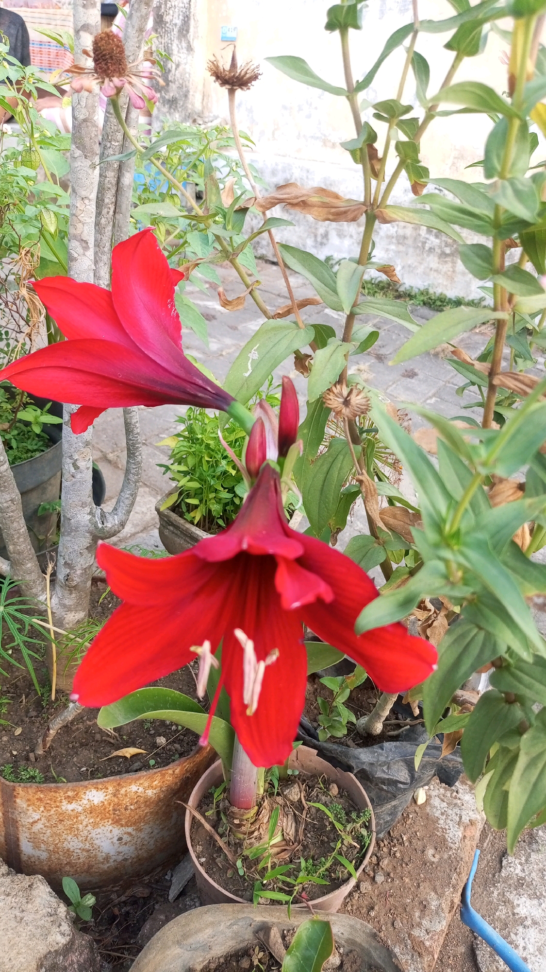 In Mangliawan, Indonesia, this outdoor photograph captures a close-up view of two vibrant red amaryllis flowers in bloom, positioned in the foreground. One flower is fully open, its trumpet-shaped petals displaying a rich red hue, with delicate white stamens visible at its center. The second flower, slightly behind and to the left, is partially obscured, with its deep red petals unfurling. Both flowers are rooted in pots containing soil and small green sprouts. Surrounding the amaryllis are other plants, including some with dry, withered brown foliage and green leaves, indicating a mix of blooming and decaying vegetation. The background reveals a rustic outdoor setting with weathered concrete or stone paving and a textured wall. The image is composed in portrait orientation, focusing on the floral subjects within their natural environment.