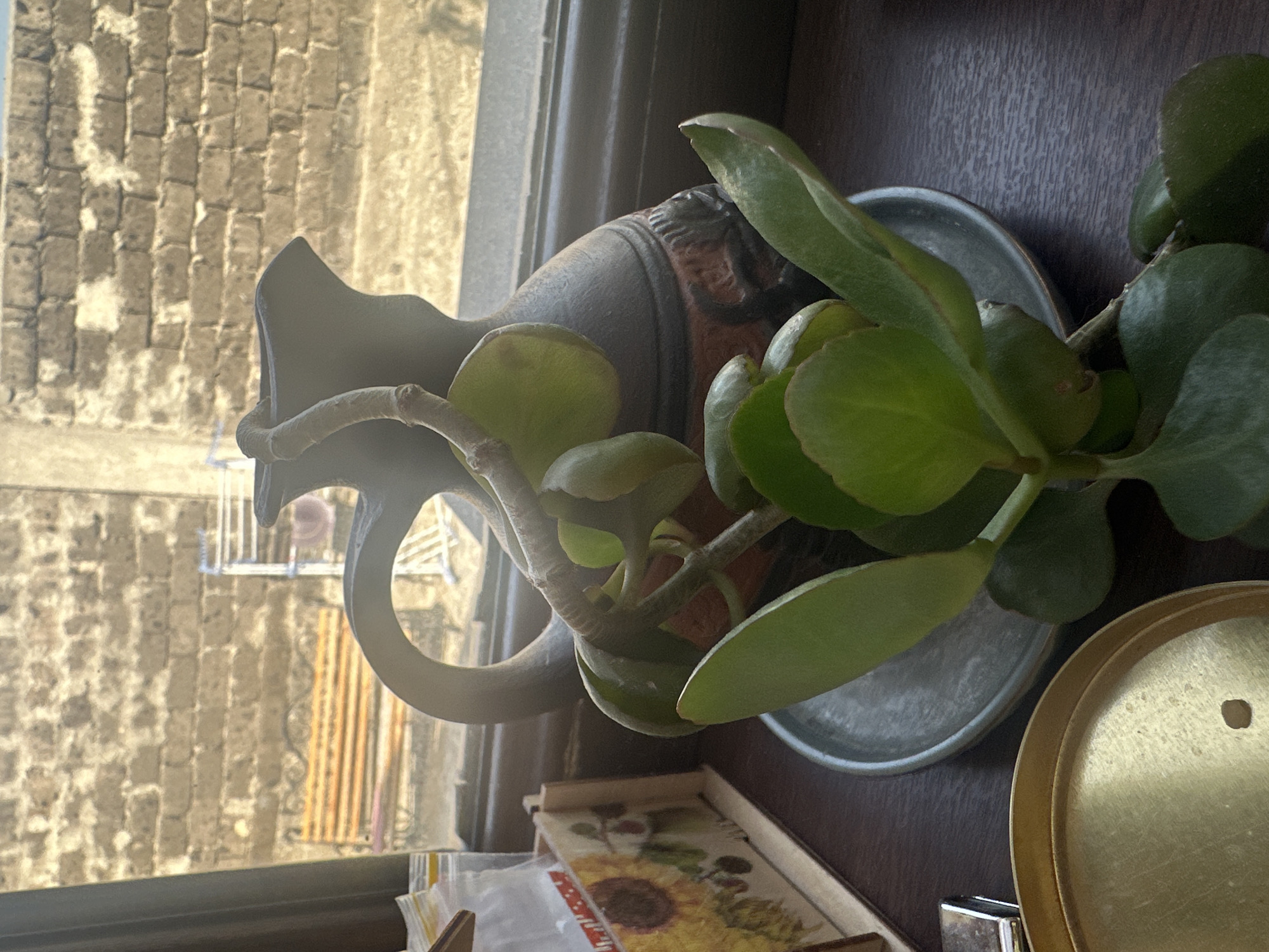 A succulent plant with thick green leaves and a thin stem extends from a gray pot, placed on a wooden surface next to a window. The plant is positioned in front of a dark-colored jug with a rounded handle and decorative orange and black patterns. Behind the jug, a brick wall is visible through the window, along with an outdoor scene featuring a bench and a clothes drying rack. To the left of the jug, a wooden box with sunflower imagery holds several small packets. In the foreground, a brass-colored round object with a small hole in the center and a silver lighter are also visible on the wooden surface. The lighting suggests it is daytime.