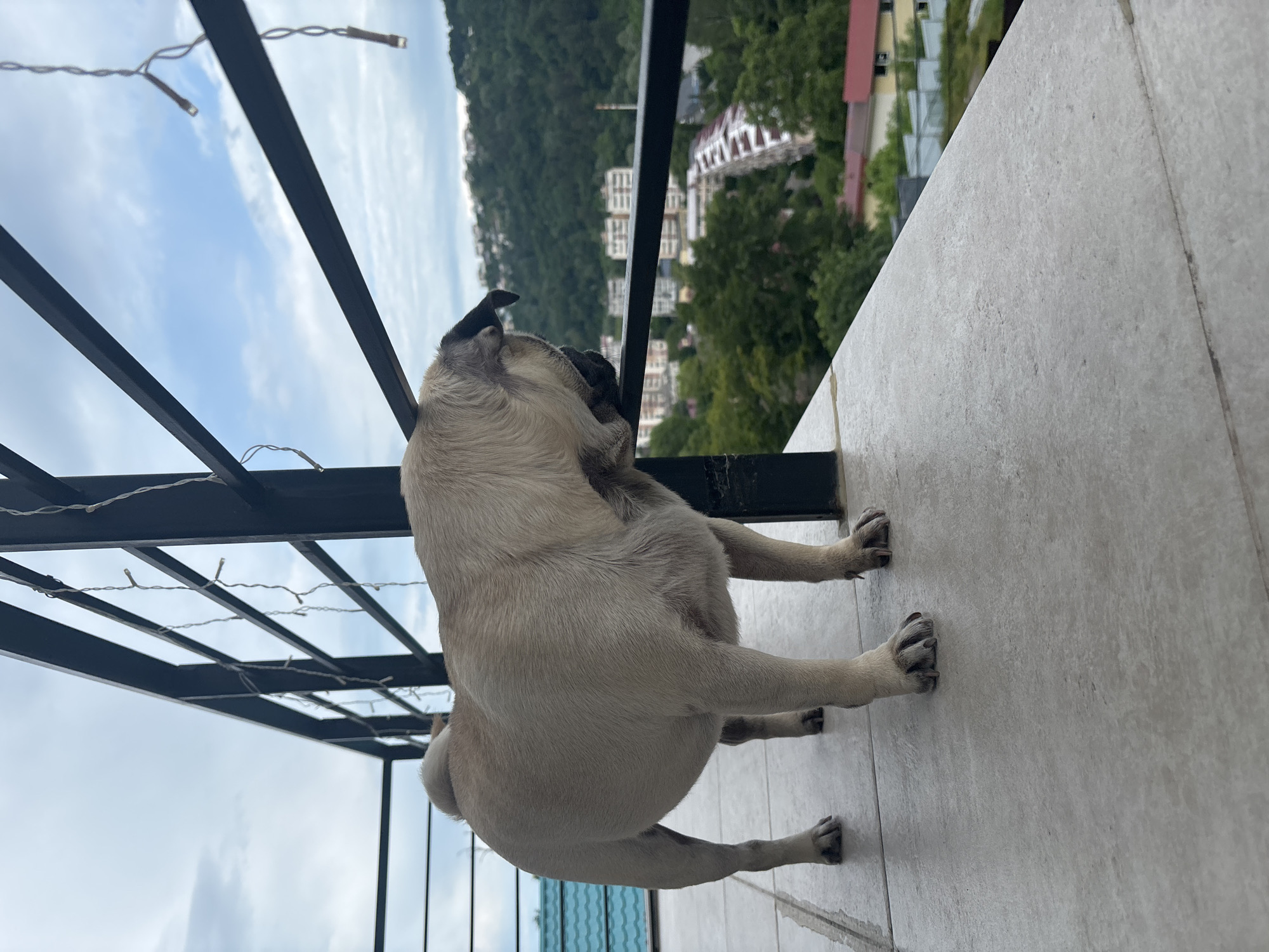 This media file captures a pug on a balcony with a view of a lush, green hillside dotted with buildings. The pug, facing away from the camera and looking upwards and to the left, is the primary subject. It has a fawn-colored coat with a black muzzle and ears. Its paws are visible on the light-colored tiled floor of the balcony.
The balcony itself features a dark metal frame structure overhead, with string lights attached to it. The sky is visible through the frame, with scattered clouds suggesting it might be daytime, possibly late morning or early afternoon given the brightness. The background reveals a hilly landscape with dense vegetation and several multi-story buildings, some with red roofs. The perspective suggests the balcony is situated at a considerable height, offering a panoramic view.
The overall impression is one of a dog enjoying the scenery from a vantage point. The weather appears to be pleasant, with a mix of sun and clouds. The location context provided is Sochi, Russia, which aligns with the hilly, green landscape and architecture visible. There is no visible text in the image. The activity is a dog observing its surroundings.