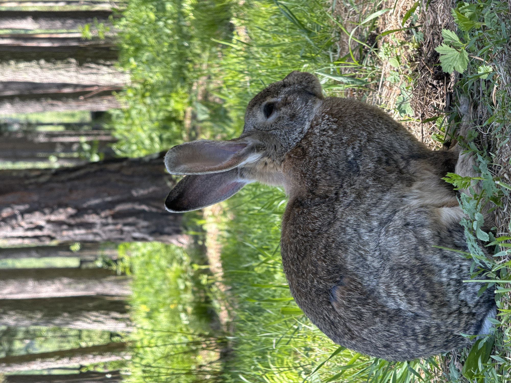 A rabbit rests among greenery and tree trunks. The location is consistent with a forest-like area that could be in or near Ust'-Muny, Russia. The rabbit is brown and gray, with long ears. It is sitting amongst grass, weeds and tree trunks. The photo is taken in daylight.