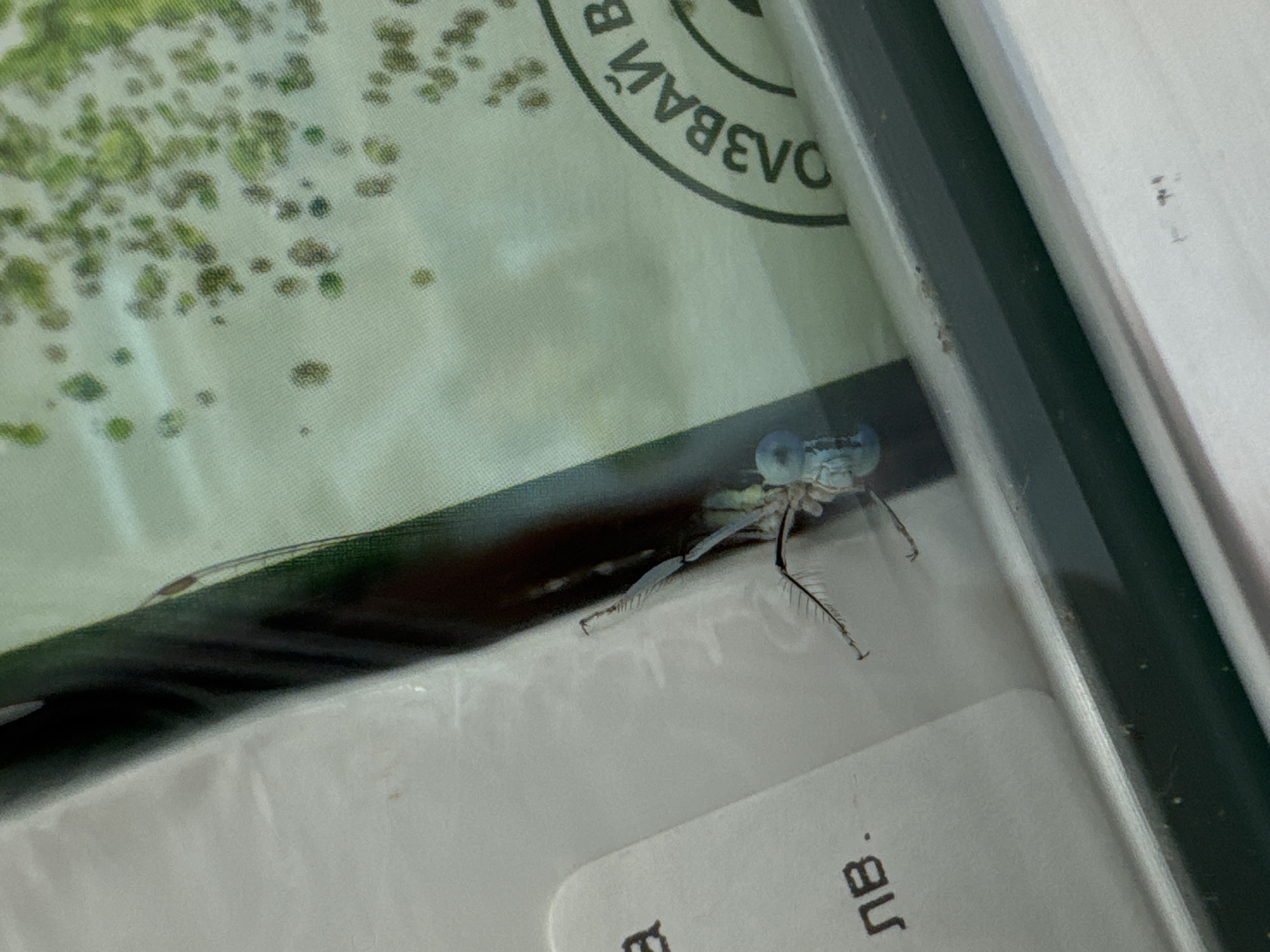 The image shows a close-up of a small, light blue insect with prominent legs and large eyes, possibly a damselfly, perched on a white surface. The insect is positioned near a dark green vertical line, which appears to be the edge of a larger object. To the right of the insect, there is a curved black inscription on a light green background, partially visible, which reads "ОЗВАЙ В" in Cyrillic script. Below the insect, on the white surface, there is black text that reads "ЛВ.". The scene is illuminated, and reflections are visible on the surface where the insect is situated, suggesting it might be behind glass or a similar transparent material. The background is out of focus, showing a textured green surface with scattered darker green spots, possibly a pattern or natural elements. The context provided about the location in Madan, Bulgaria, is not directly depicted in the visual elements of the image itself.