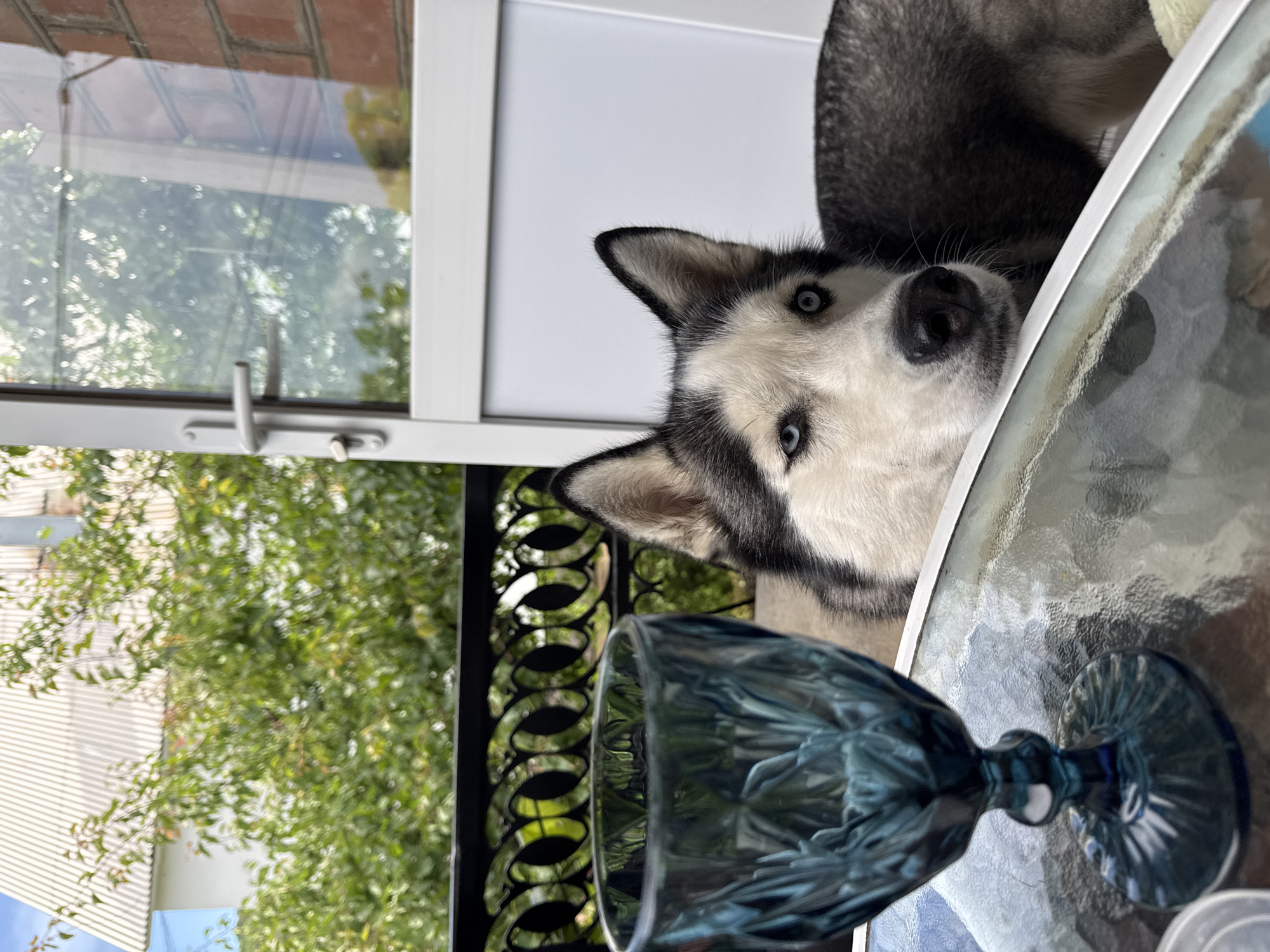 An outdoor scene features a husky dog lying on a table. The dog's head is resting on the edge of the table, with its blue eyes looking towards the camera. In the foreground, a blue glass goblet stands on the table. The background shows greenery and a building with a white roof. The scene is set in an outdoor patio or balcony area.