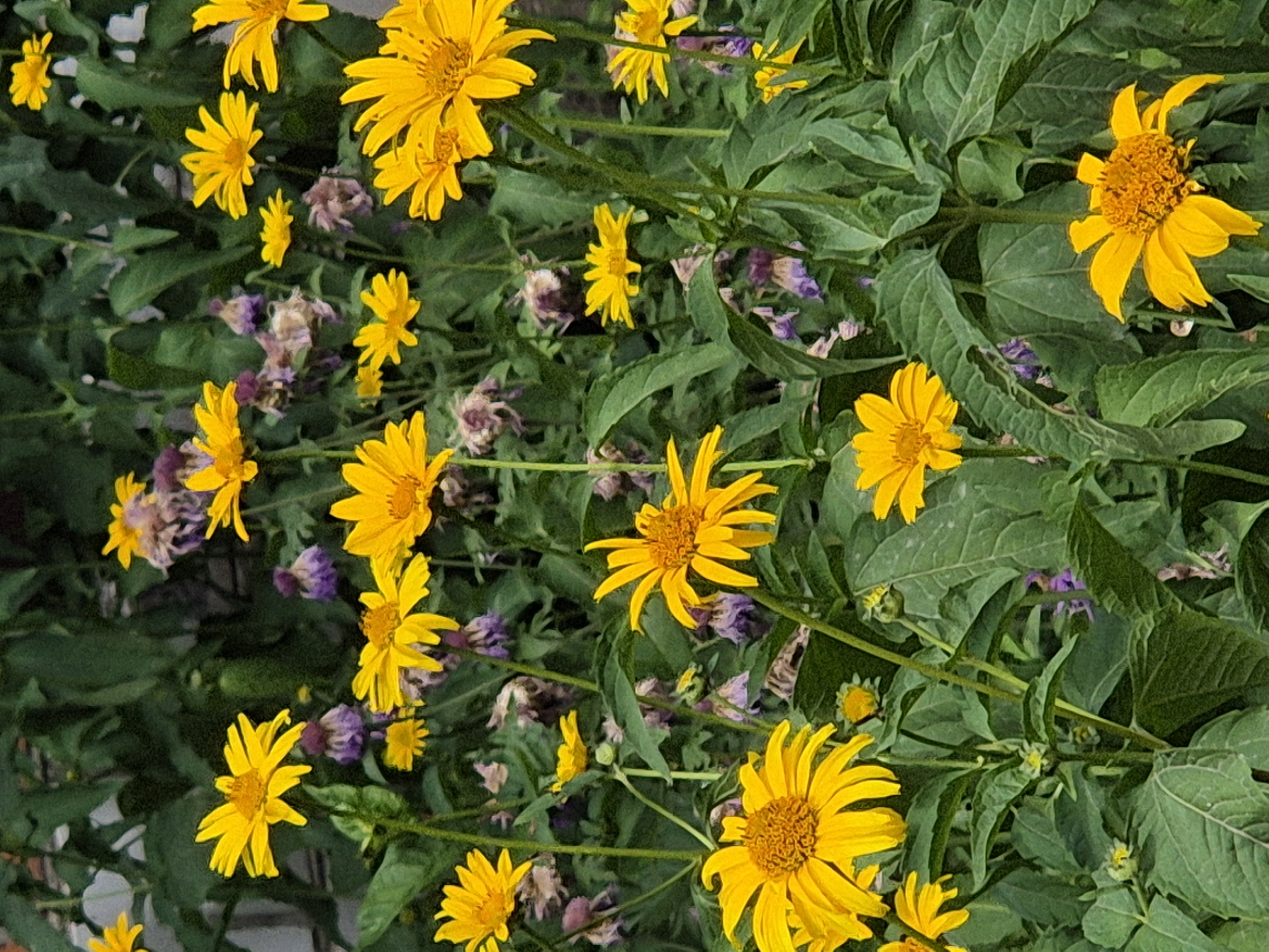 A close-up, slightly tilted shot showcases a dense cluster of yellow wildflowers with green foliage. The flowers, likely sunflowers or a similar variety, have bright yellow petals radiating from a central disk. Some of the flowers are fully bloomed, while others appear to be buds or in earlier stages of development. Interspersed among the yellow blooms are some dried, purplish-brown remnants of older flowers. The foliage is a vibrant green, with broad leaves and thin stems supporting the blossoms. The scene is bathed in natural light, suggesting daytime, possibly a sunny day given the bright colors. There are no people or specific objects visible, just the natural growth of the plants. The overall impression is one of abundant, wild nature, possibly in a field or garden setting in Sozonivka, Ukraine. No text is visible in the image.