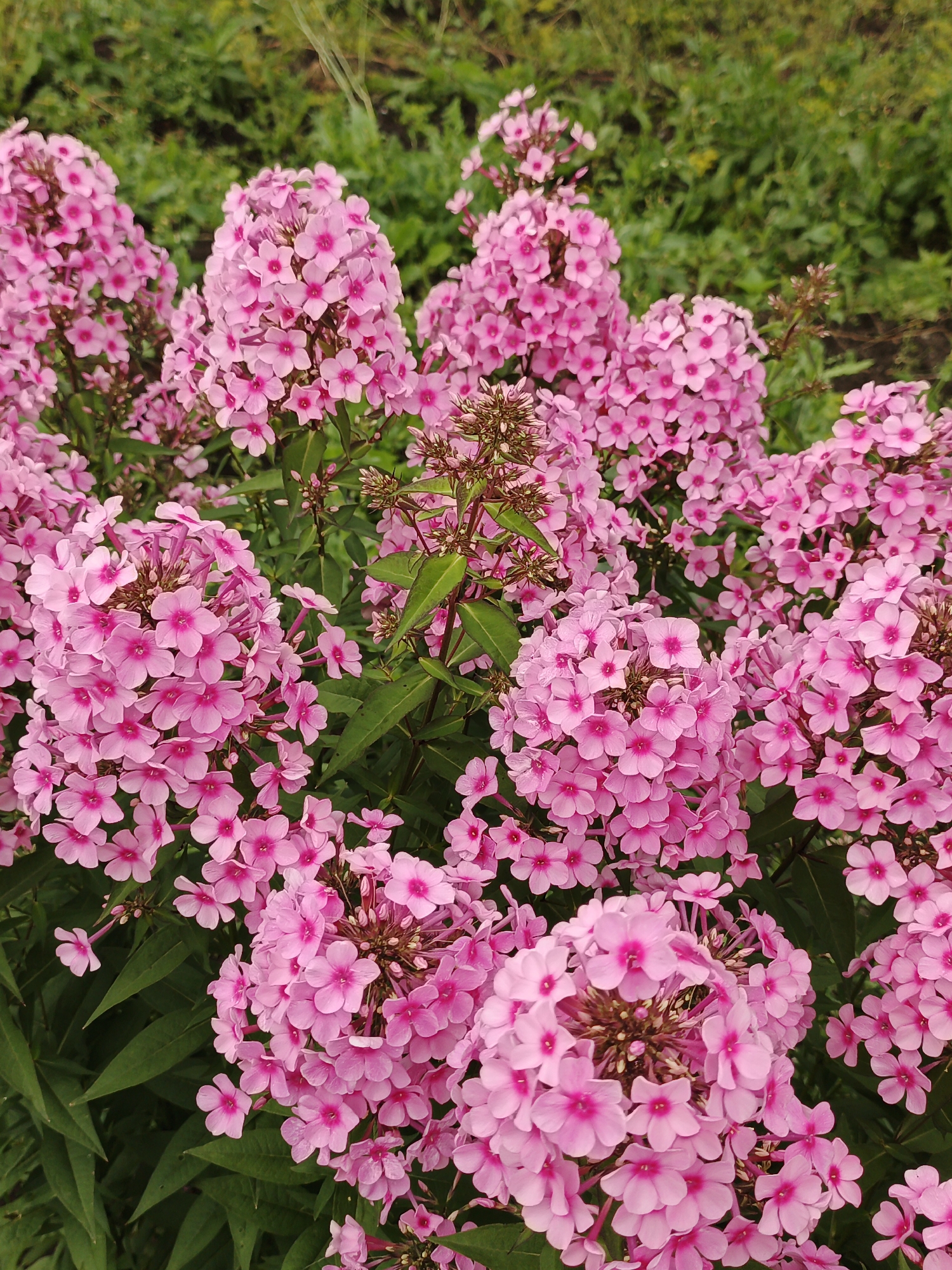 This image displays a dense cluster of vibrant pink phlox flowers in full bloom, set against a background of lush green foliage. The flowers are arranged in conical clusters, with individual blossoms exhibiting five petals and dark pink centers. The lighting suggests it is daytime, with natural light illuminating the scene. The phlox are the primary subjects, occupying the majority of the frame and creating a rich tapestry of color and texture. The background is softly blurred, drawing the viewer's attention to the intricate details of the flowers. There are no people or animals visible in the image. The environment appears to be a garden or a natural outdoor setting, likely in Medvedyovka, Russia, given the context provided.