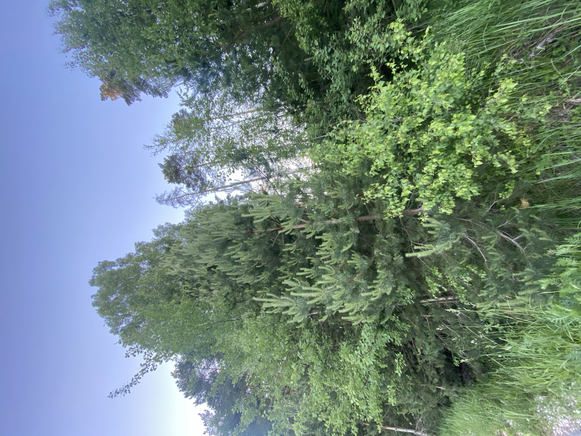 This image presents a natural outdoor scene, with the location being unknown. The upper approximately one-third of the frame is a clear sky, transitioning from a light blue at the horizon line to a deeper purplish-blue at the zenith. The middle and upper sections are dominated by a dense array of trees and shrubs. Prominent are several green coniferous trees, particularly a young pine with noticeable new growth (candles) in the central foreground, and other mature pines scattered throughout. Interspersed are numerous broadleaf deciduous trees and various green shrubs, with lighter green foliage on some foreground plants and darker, denser leaves on those further back. A few slender tree trunks are visible among the foliage. The lower section of the image features a dense growth of tall, vibrant green grass and other herbaceous plants. On the far lower left, a narrow strip of light-colored gravel or dirt is visible, suggesting a path or roadside. No people, animals, or definitive man-made structures are present.