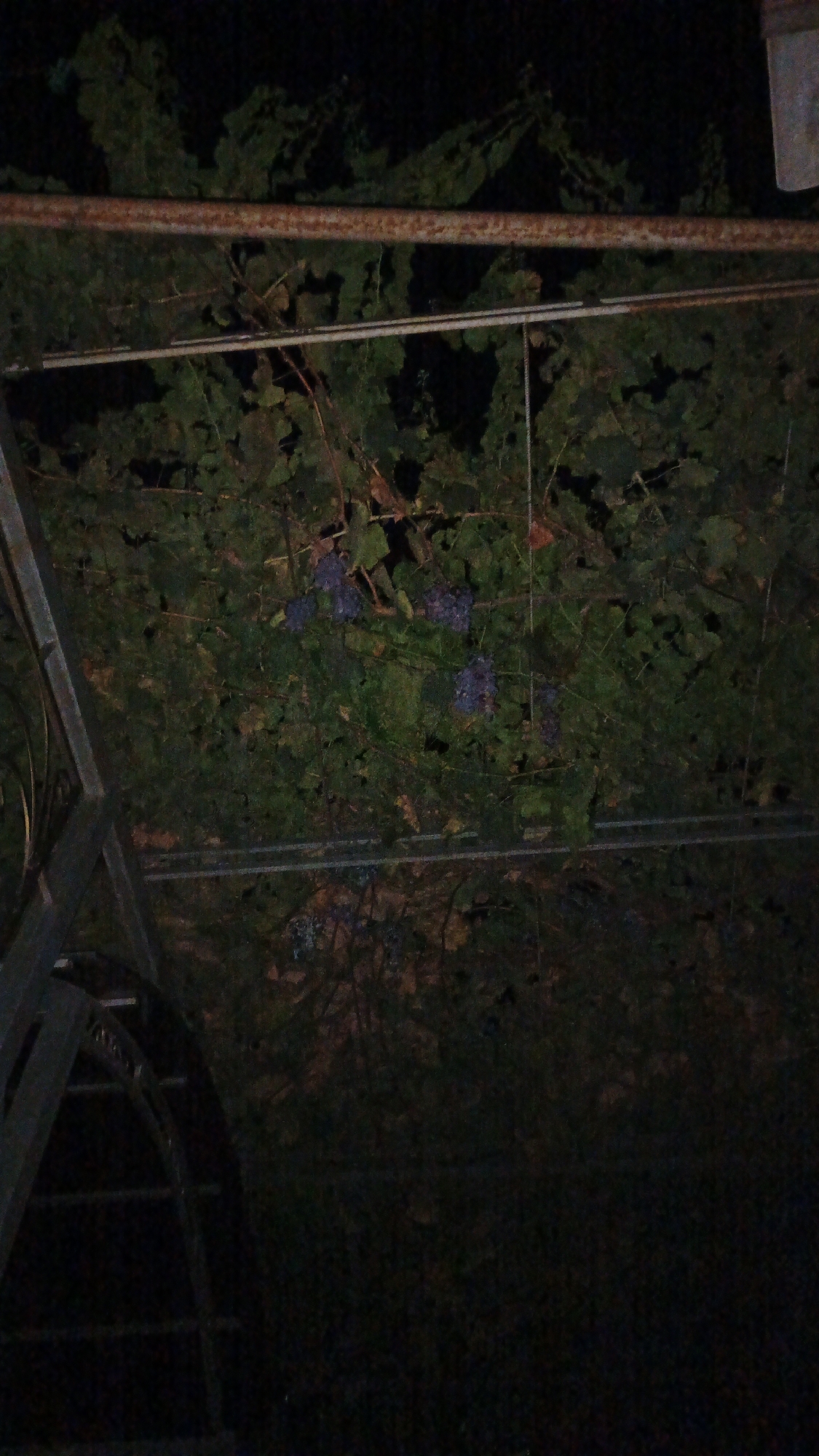 This is a dark, slightly blurry image of a grape trellis covered in green leaves and some purple grape clusters. A rusty metal bar runs horizontally across the top of the frame, and a lighter metal bar runs parallel below it. On the left side of the image, a curved metal structure, possibly part of the trellis support, is visible. The background is dark, suggesting it is nighttime or a dimly lit area. The image does not depict any people or specific actions. The overall scene appears to be an outdoor setting with vegetation. No specific location in Kadamjay, Kyrgyzstan, can be determined from the image itself.