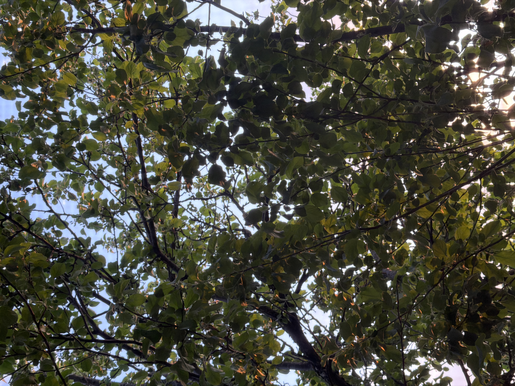 A view upward through the branches and leaves of a tree reveals glimpses of the sky. The leaves are predominantly green with hints of lighter hues, and the branches are dark brown. Bright sunlight filters through the foliage in the city of Уральское, Russia.