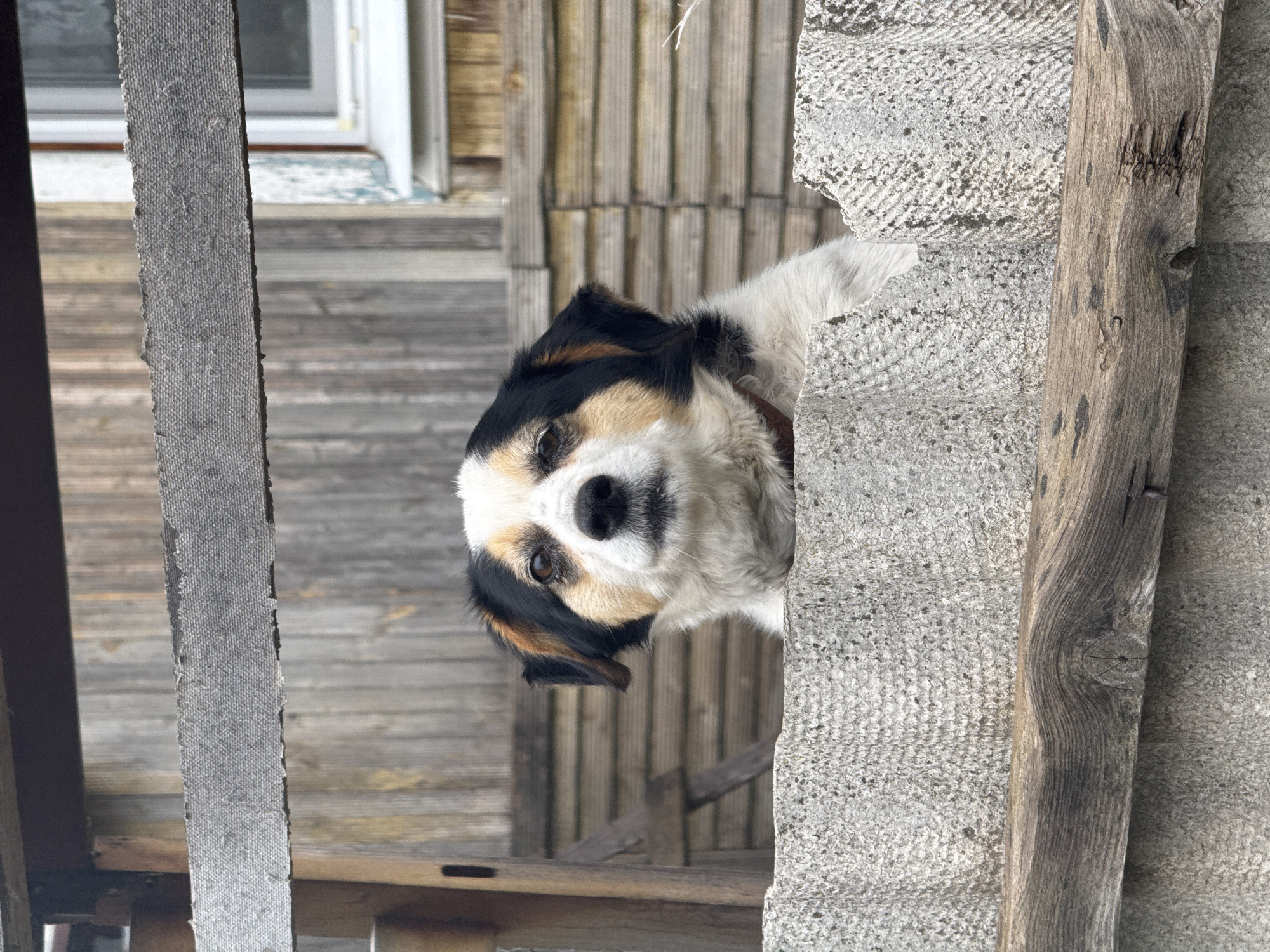 A medium shot captures a dog peering through a gap in a dilapidated structure. The dog has a white and tan face with black markings around the ears and a brown collar. It is positioned behind a textured gray wall, likely made of concrete or stone, with a weathered wooden post partially obscuring the view. To the left, a gray, fibrous panel vertically frames the scene, while a wooden structure with vertical planks and a window is visible in the background. The overall setting appears to be outdoors. While there is no explicit location information in the image, Chastyye, Russia, is mentioned.