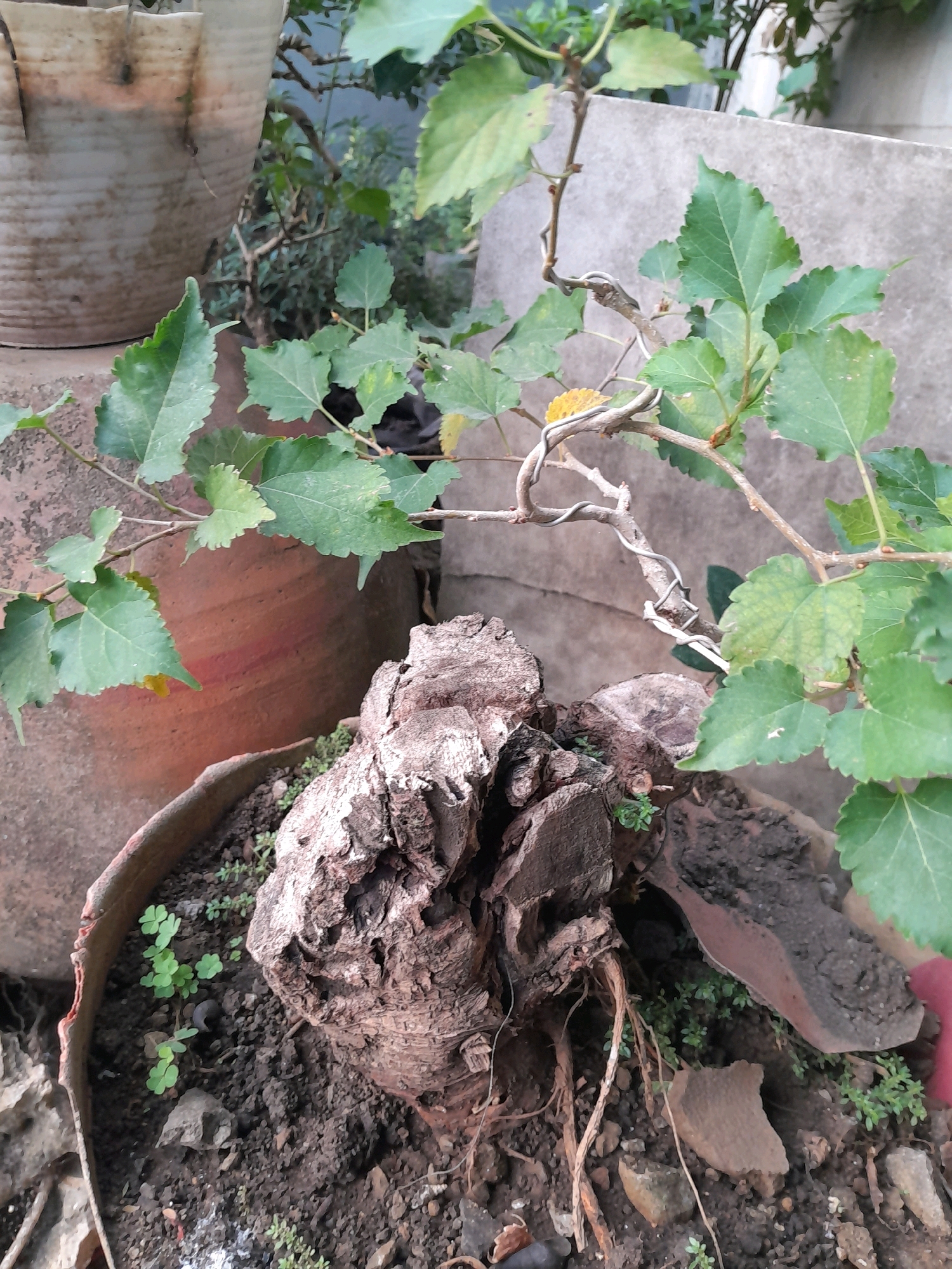This image depicts a close-up view of a potted plant with a prominent, gnarled tree trunk as its base. The plant has green, lobed leaves and thin, brown branches, some of which are artfully twisted with wire, suggesting it is being trained as a bonsai. The trunk is rough and weathered, with exposed roots. The plant is in a cracked, terracotta-colored pot filled with dark soil, small rocks, and sparse green ground cover. In the background, a large, weathered concrete structure and a portion of a cream-colored planter are visible. The scene appears to be outdoors in an urban or semi-urban setting, likely in Glanggang, Indonesia, given the context provided. There are no people or animals present in the image. The lighting suggests it is daytime, with natural light illuminating the scene.