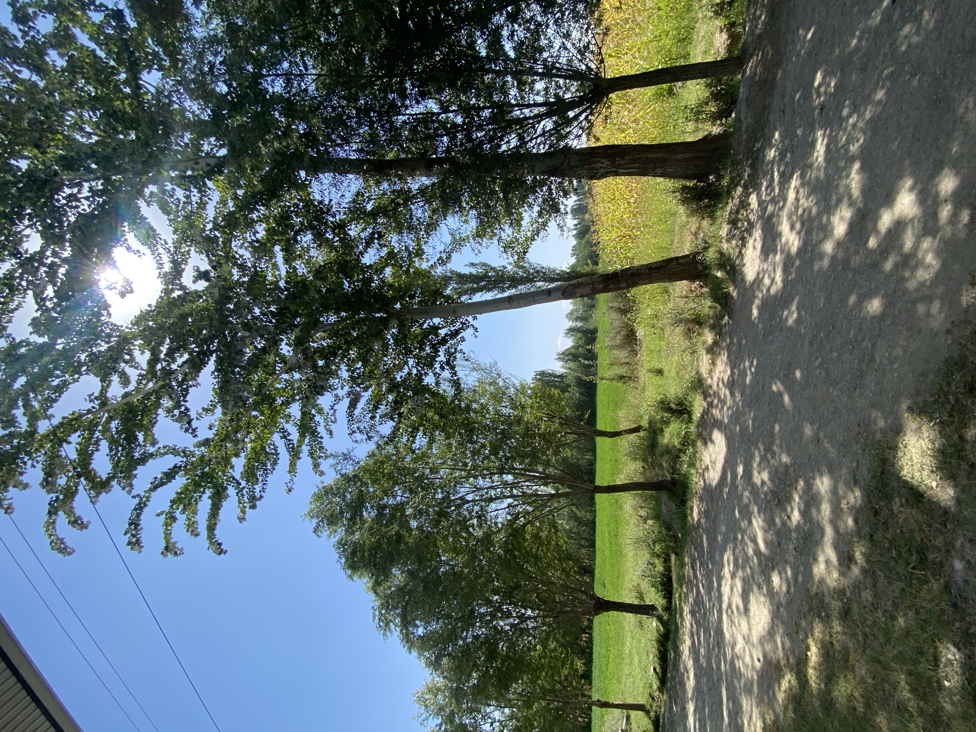 A dirt road runs diagonally across the lower foreground of the image, casting dappled shadows from overhead trees onto its surface. To the left of the road, a grassy embankment slopes down, with a small stream or ditch visible. Beyond this, a vibrant green field extends into the mid-ground, bordered by a line of trees in the distance. To the right of the road, a field of bright yellow crops, possibly corn, grows densely, also bordered by trees. The background features a clear blue sky with the sun shining through the leaves of several tall, leafy trees that line the right side of the frame. The overall scene depicts a rural environment with agricultural fields and natural vegetation. The image was taken in the city of Keŋ-Say, Kyrgyzstan, as indicated by the metadata.