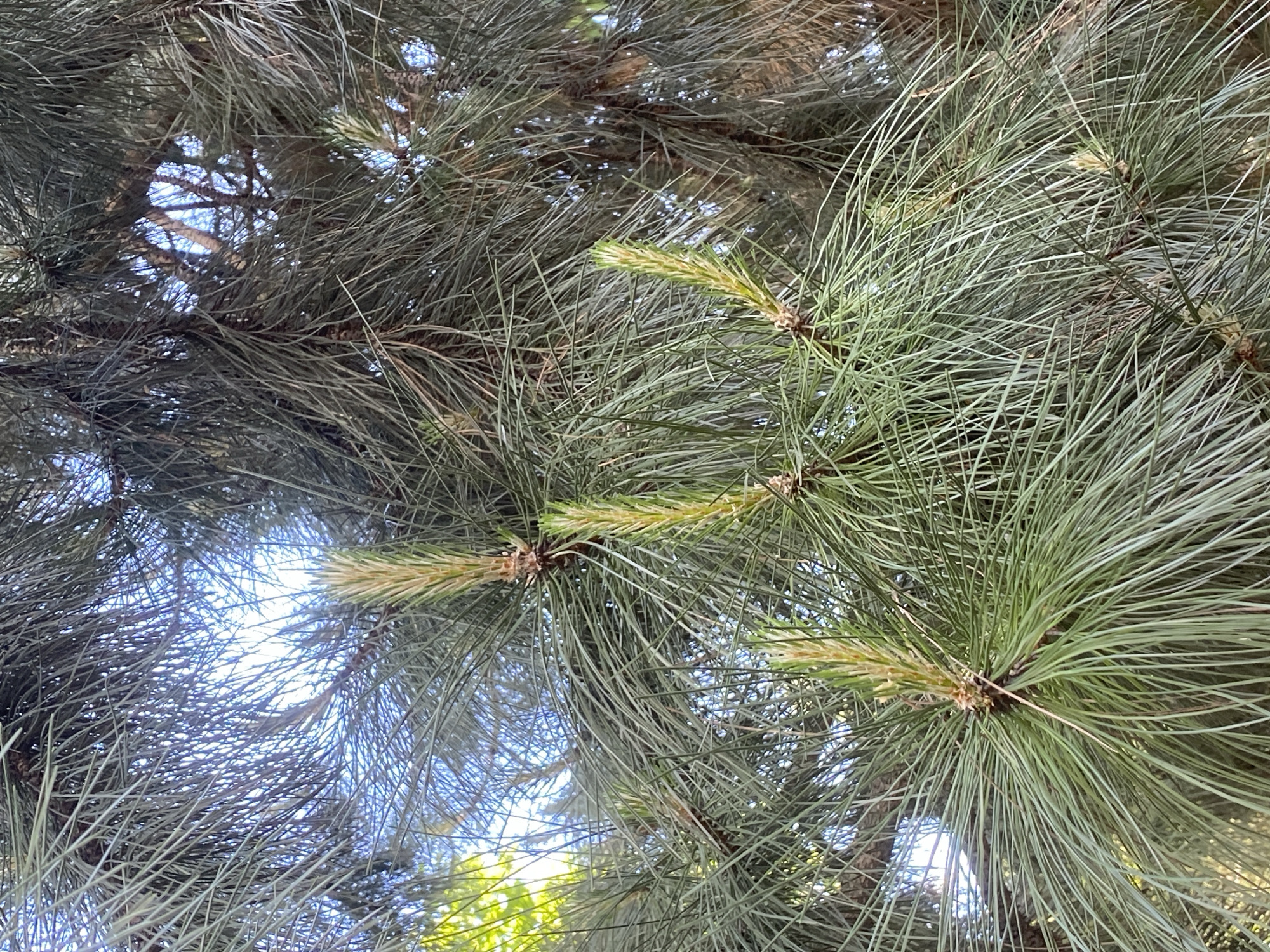 The image shows a close-up view looking up into the foliage of a pine tree. The needles are long and slender, clustered in bundles. Some are a vibrant green, while others appear a faded greyish-green. The tips of some branches show a yellowish-green color, possibly new growth. Gaps in the foliage reveal glimpses of the sky, which is a light blue. The needles fill most of the frame, creating a dense, textured pattern. The location (Poltava, Ukraine) is not readily discernible from the visual evidence present in this image.