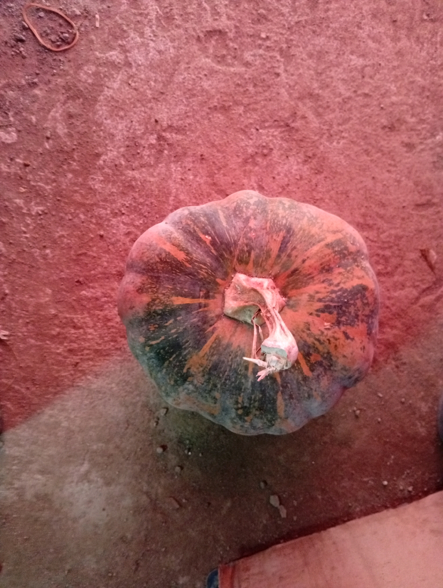 A single, medium-sized pumpkin with a textured, multi-colored rind sits on a reddish-brown, uneven surface, possibly dirt or clay. The pumpkin's skin transitions from dark green and black to orange and yellow streaks. A dried, light-colored stem with some wispy fibers protrudes from the top. The surface around the pumpkin appears dry and dusty, with a few small pebbles scattered about. In the upper left corner of the image, a thin, looped, reddish-brown rubber band is visible. The lighting suggests it is daytime, with shadows cast by the pumpkin indicating an overhead light source. The image's overall color palette is dominated by earthy tones of red, brown, and the pumpkin's natural colors.