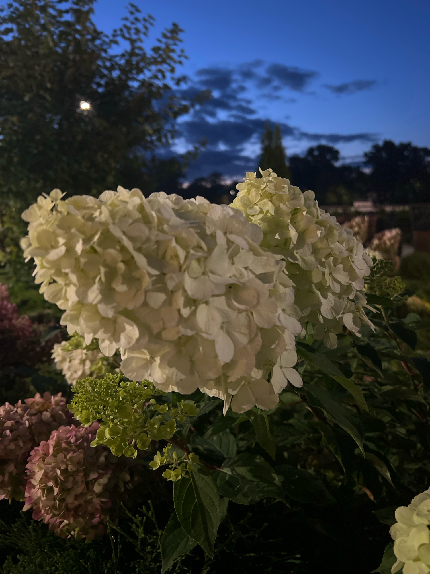 An outdoor, eye-level shot captures a cluster of white hydrangeas in bloom. The hydrangeas are the primary subject, filling the foreground of the image. Behind them, the sky displays a twilight gradient of deep blues and grays, with scattered clouds. Trees are visible in the background, silhouetted against the darkening sky, and some appear to be illuminated by a distant light source. The lighting suggests it is dusk or early evening. The overall scene is one of a garden or natural outdoor setting.