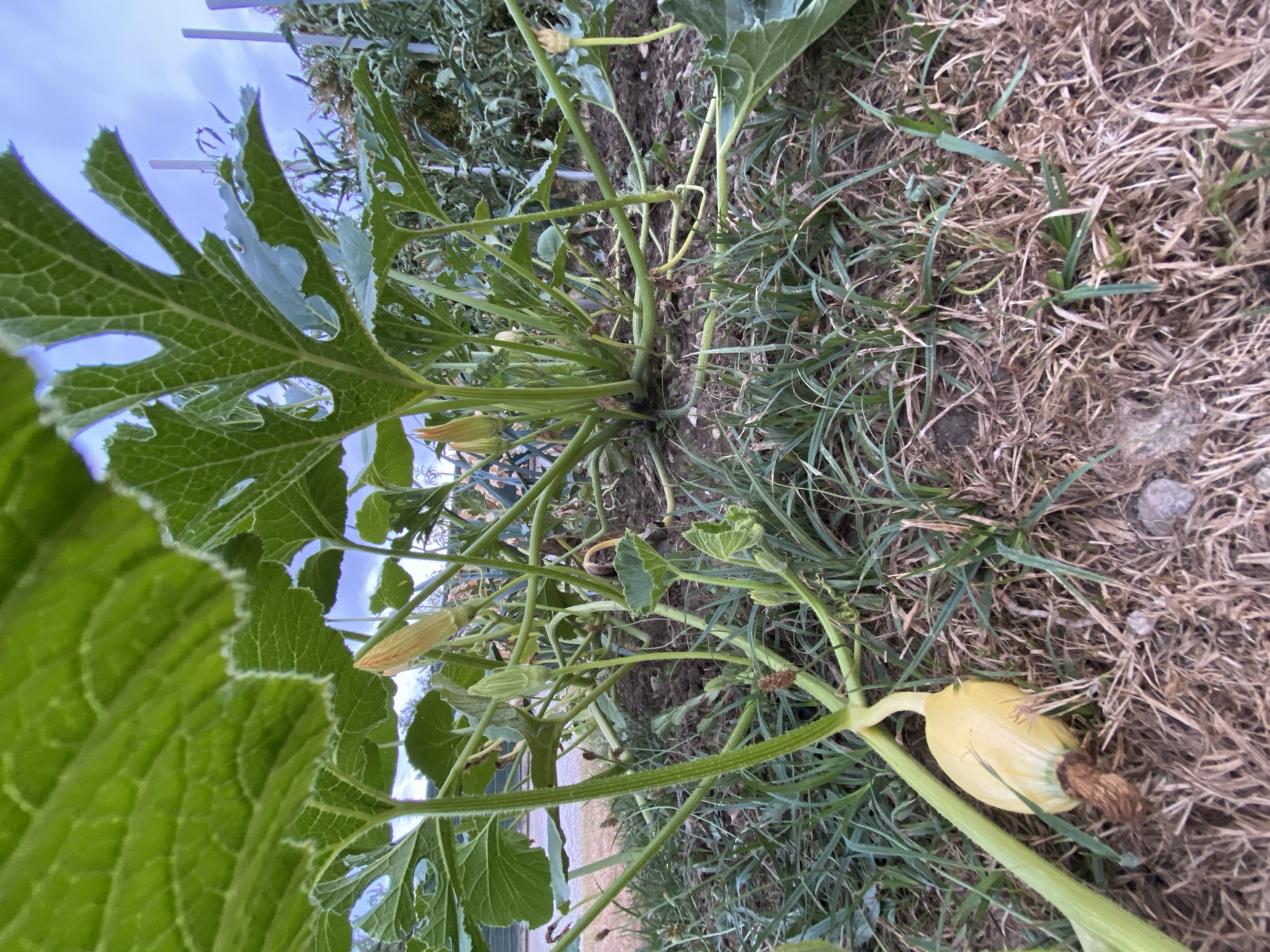 The image shows a close-up view of a squash plant growing in a garden. The plant has large, green, lobed leaves that are partially obscuring the view of the sky. Several yellow squash flowers are visible, some in bud and some open. A small, pale yellow squash is growing near the base of the plant, resting on the dry brown grass and soil. The garden appears to be located outdoors, with other plants and garden stakes visible in the background. The sky is overcast with a bluish-gray hue. The overall scene suggests a cultivated garden setting. There are no people or animals visible in the image. The image is a photograph taken from a low angle, looking up into the plant.