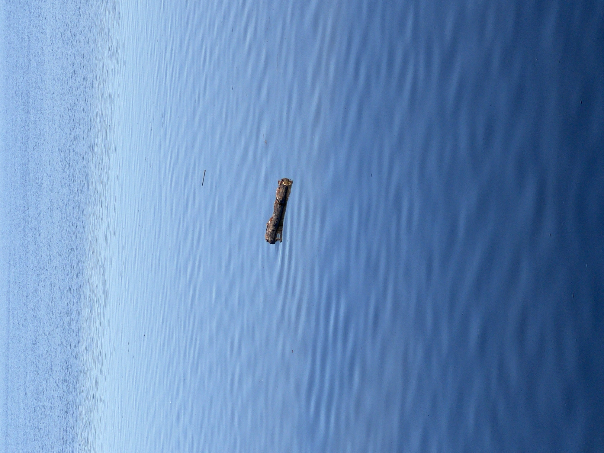 A long shot shows a small tree branch floating in a body of water. The water appears relatively calm, with gentle ripples creating texture on the surface. The color of the water is a light blue. The location is not discernible based on the image content. The city of Chaikovsky, Russia, cannot be confirmed. No people are visible.