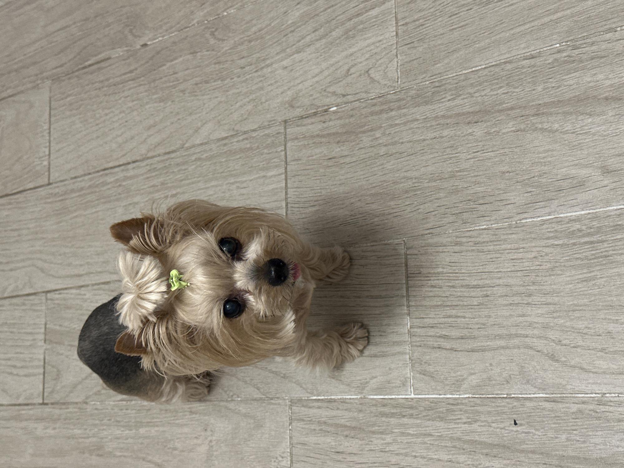 A small, long-haired dog, likely a Yorkshire Terrier mix, sits on a light grey wood-look tiled floor. The dog has a small green hair accessory on top of its head. The dog is looking up at the camera. The location is unknown, it cannot be determined if the image was taken in Sofia, Bulgaria.