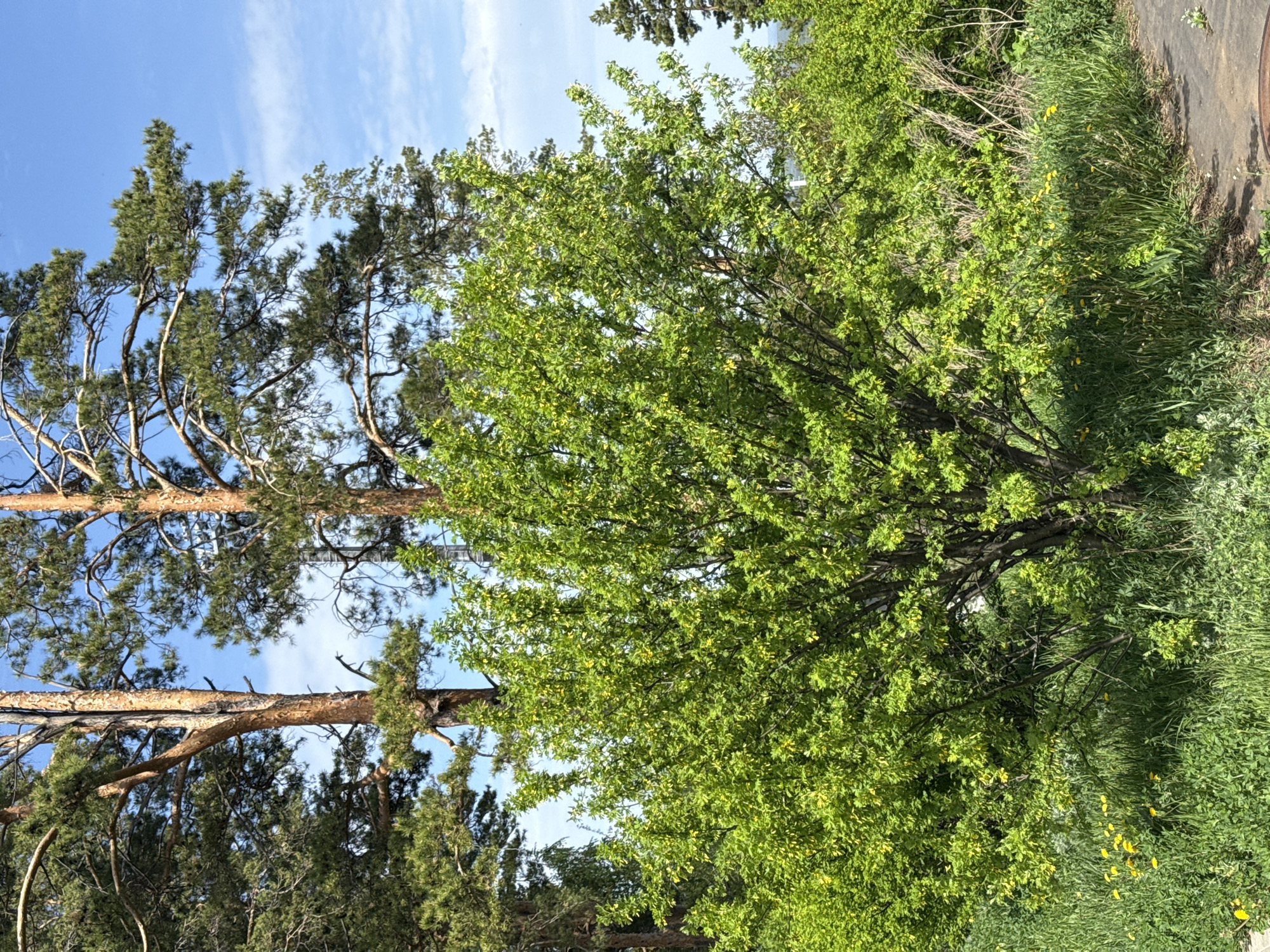 The image depicts a natural setting, possibly a park or wooded area, in the city of Unknown, Unknown. A mature pine tree with a reddish-brown trunk and green needles stands prominently on the left side of the image. To the right of the pine is a smaller, deciduous tree with vibrant green leaves that fill the central part of the frame. The sky is visible in the background, showing a clear blue with wispy white clouds. The ground is covered in grass and other vegetation, including some small yellow flowers. A paved surface is visible on the upper-right side. The scene is illuminated by sunlight.