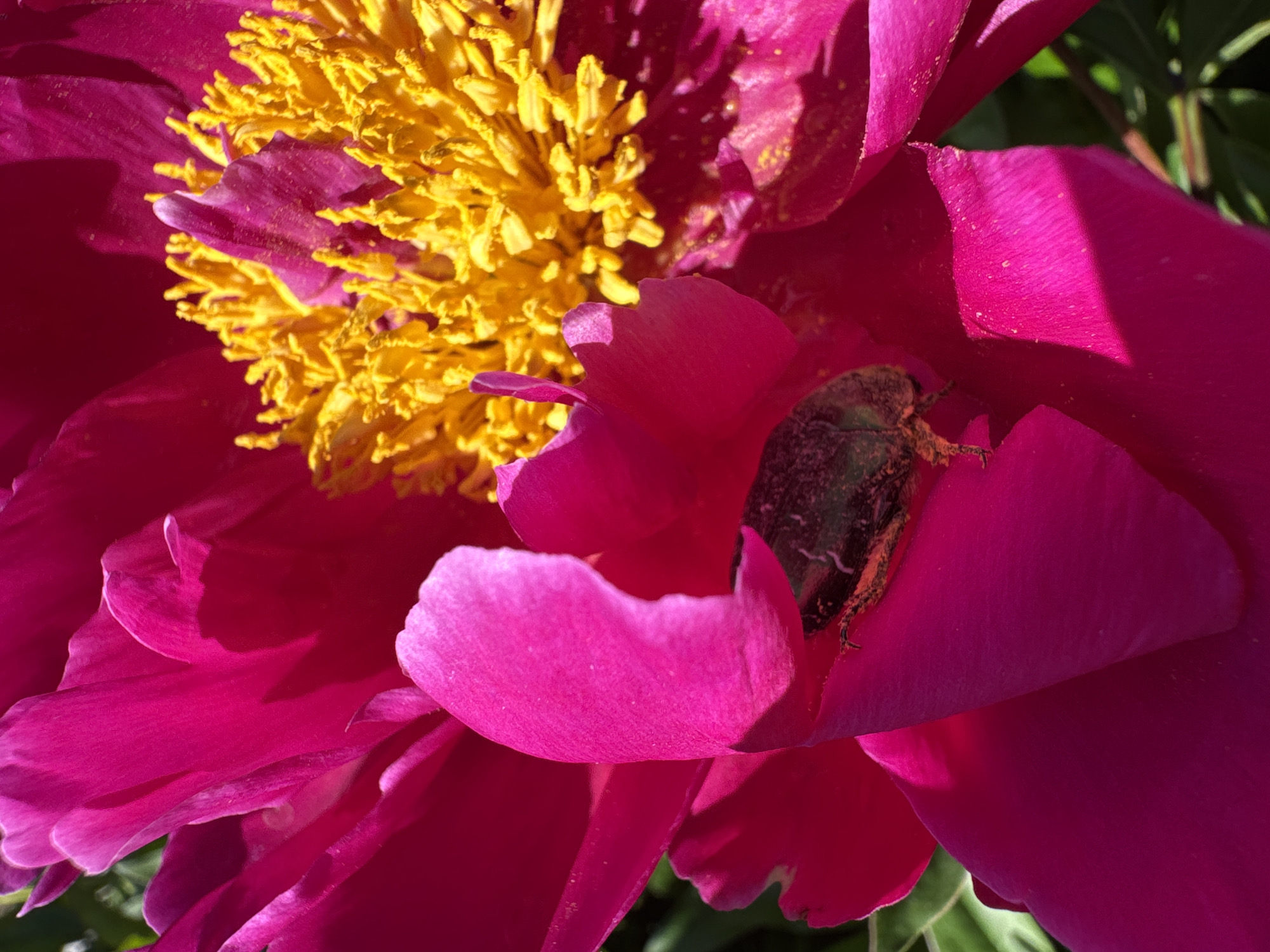 This close-up, eye-level shot captures a segment of a vibrant magenta peony flower, dominated by its large, overlapping petals and a cluster of bright yellow stamens at its center. A small, dark-shelled beetle with hints of green and brown is nestled within the folds of a petal near the flower's base. The lighting suggests a bright, sunny day, casting sharp shadows and highlighting the textures of the petals and stamens. Green foliage is visible in the background, out of focus. The image does not contain any identifiable landmarks or context related to Chaikovsky, Russia.